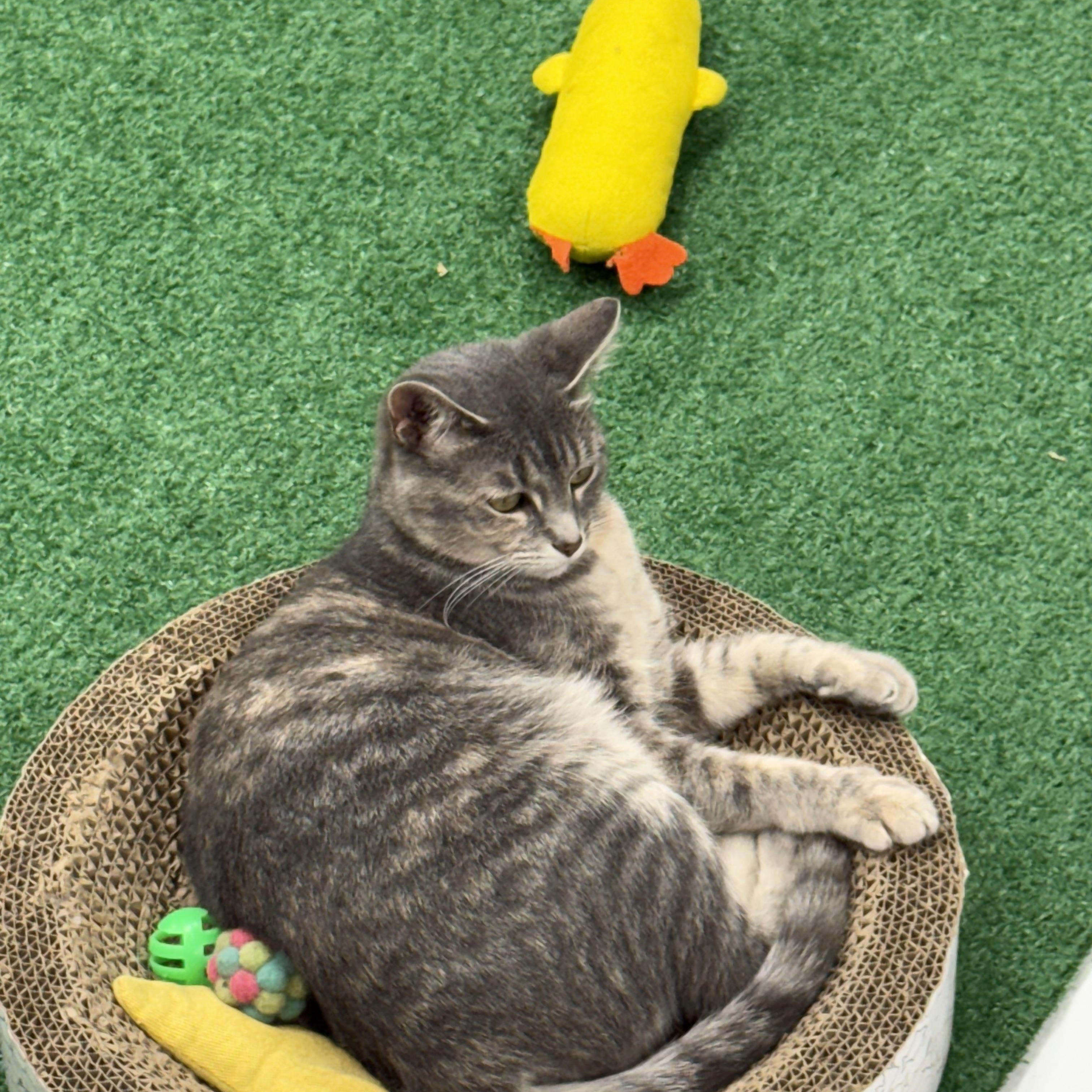 Molly, a Adoptable Domestic Short Hair in Lebanon, KY image 3/3