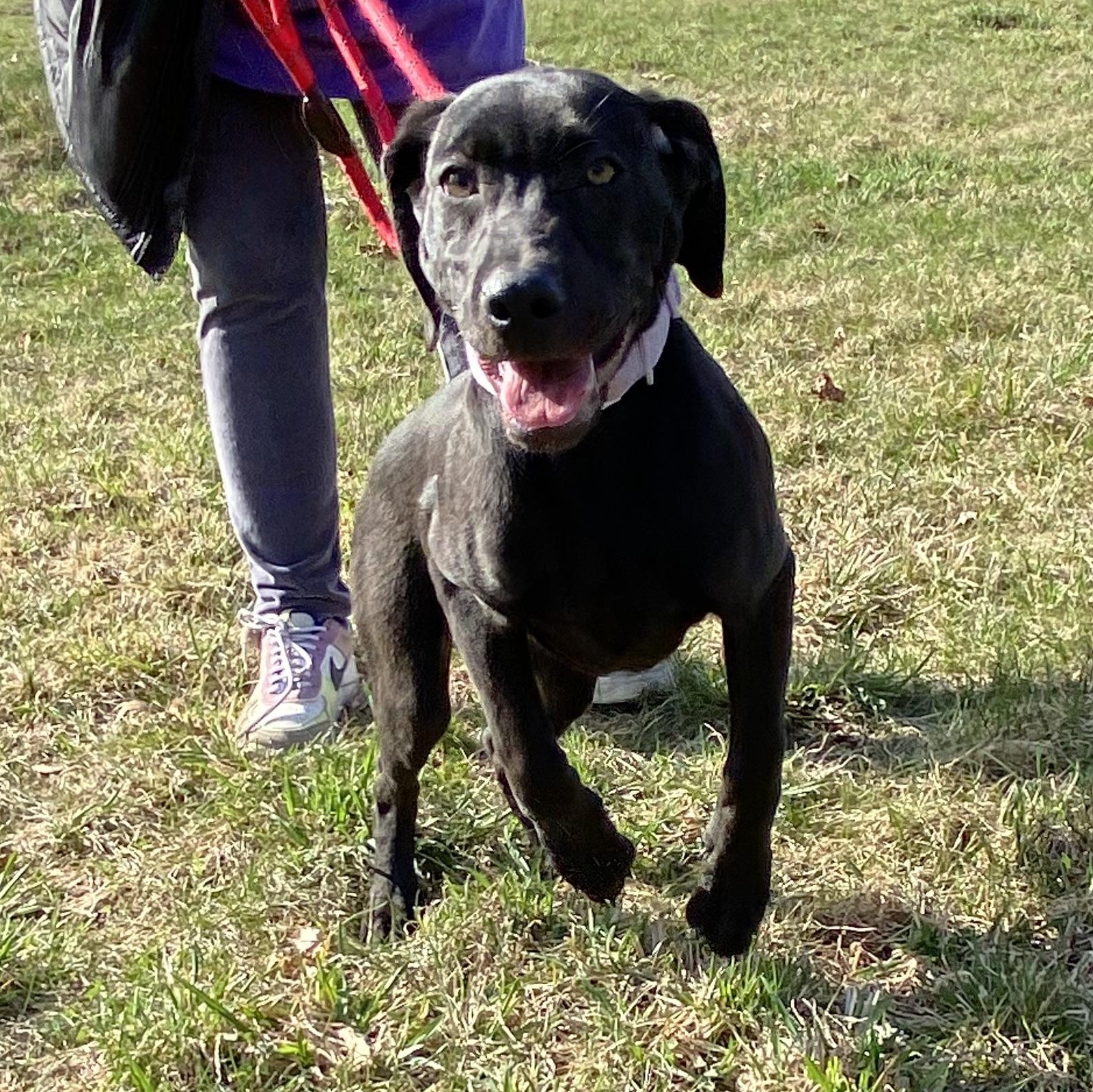 Enlarge Purple Plum Purple Gurple!, a Adoptable Black Labrador Retriever in Glocester, RI image 5/5