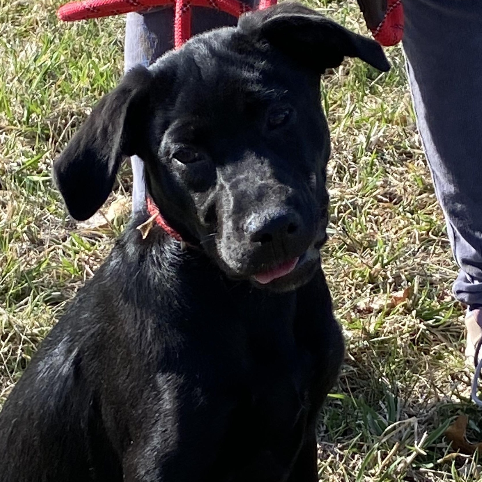 Enlarge Purple Plum Purple Gurple!, a Adoptable Black Labrador Retriever in Glocester, RI image 2/5