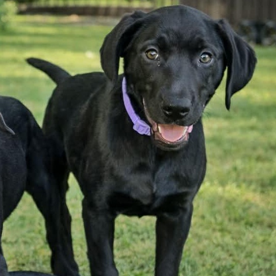 Enlarge Purple Plum Purple Gurple!, a Adoptable Black Labrador Retriever in Glocester, RI image 1/5