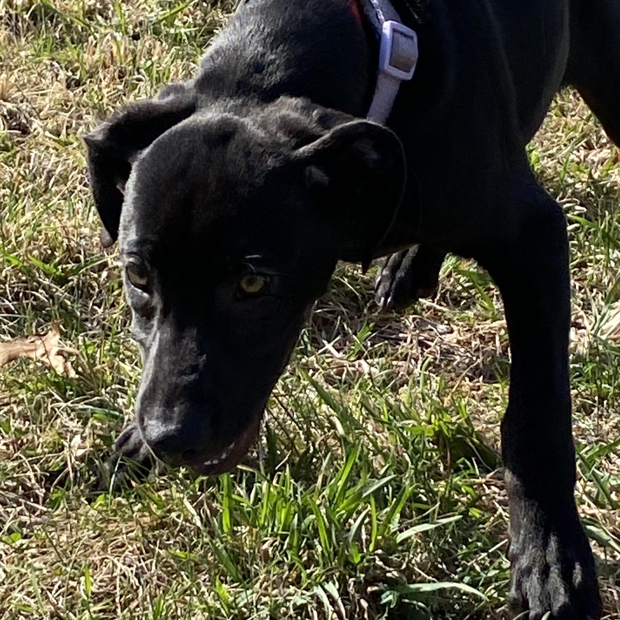 Enlarge Purple Plum Purple Gurple!, a Adoptable Black Labrador Retriever in Glocester, RI image 4/5