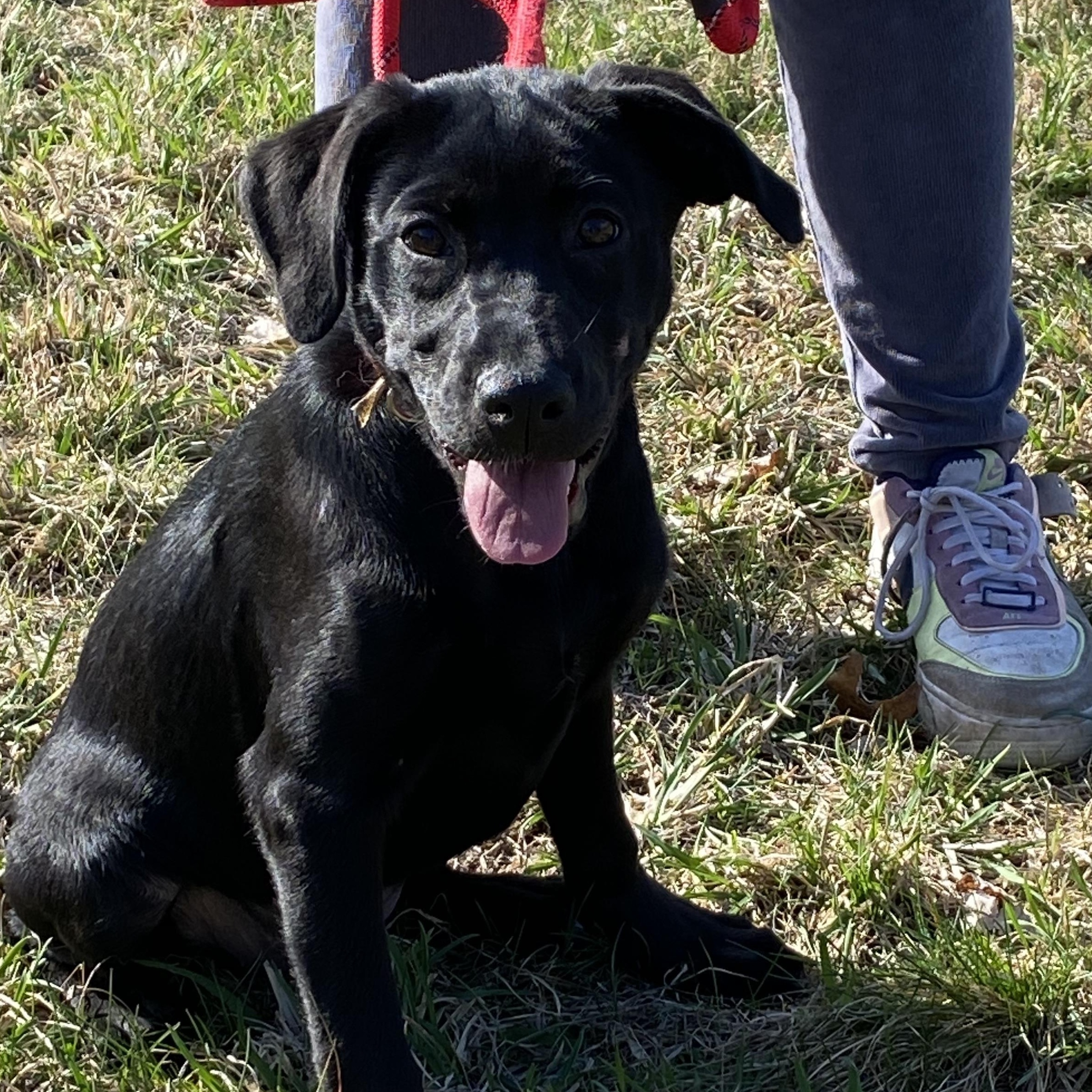 Enlarge Purple Plum Purple Gurple!, a Adoptable Black Labrador Retriever in Glocester, RI image 3/5