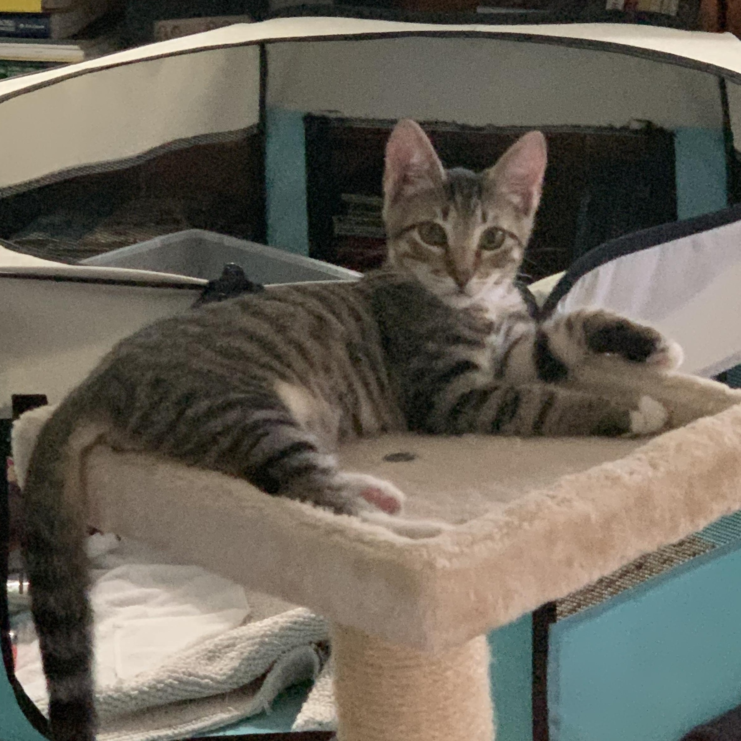 Enlarge Mikey and Mia, a ADOPTABLE Domestic Short Hair in Bonita Springs, FL image 2/3