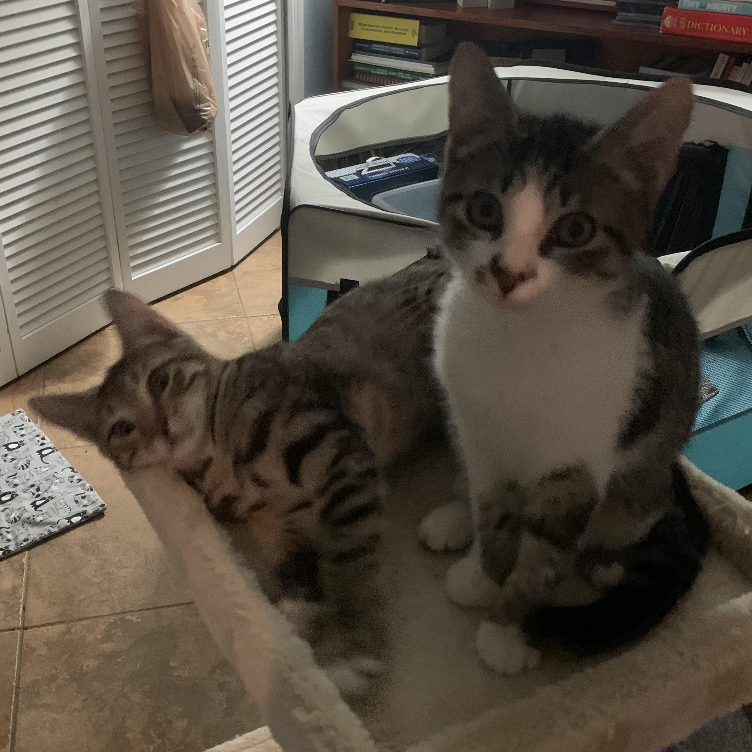 Mikey and Mia, ADOPTABLE, Kitten Female Domestic Short Hair.