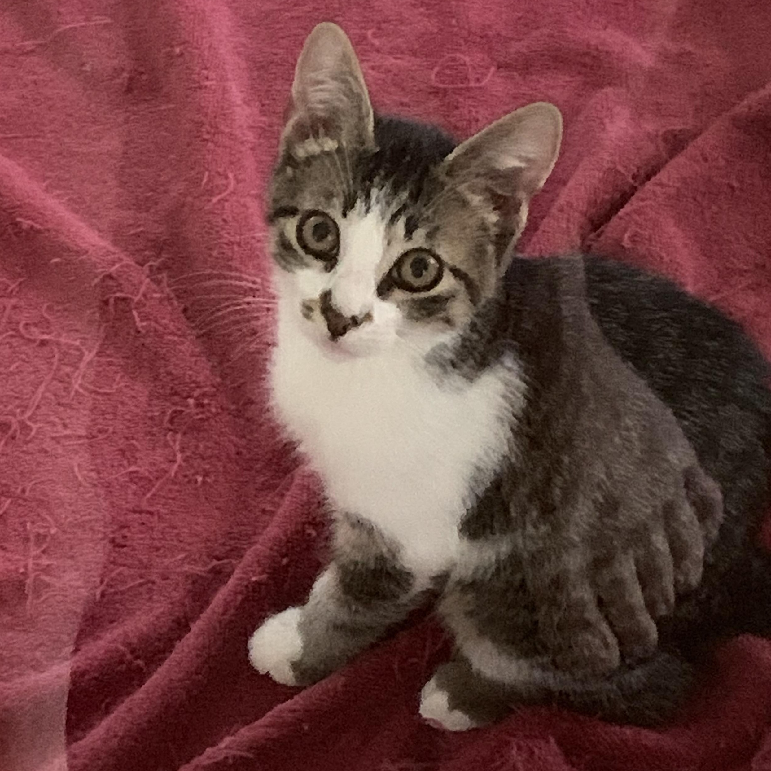 Enlarge Mikey and Mia, a ADOPTABLE Domestic Short Hair in Bonita Springs, FL image 3/3