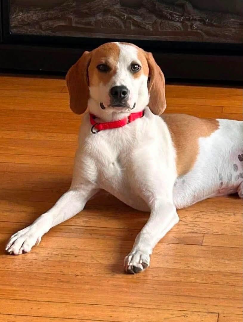 Cypress, an adopted mixed breed in Highland, NY image 1/4