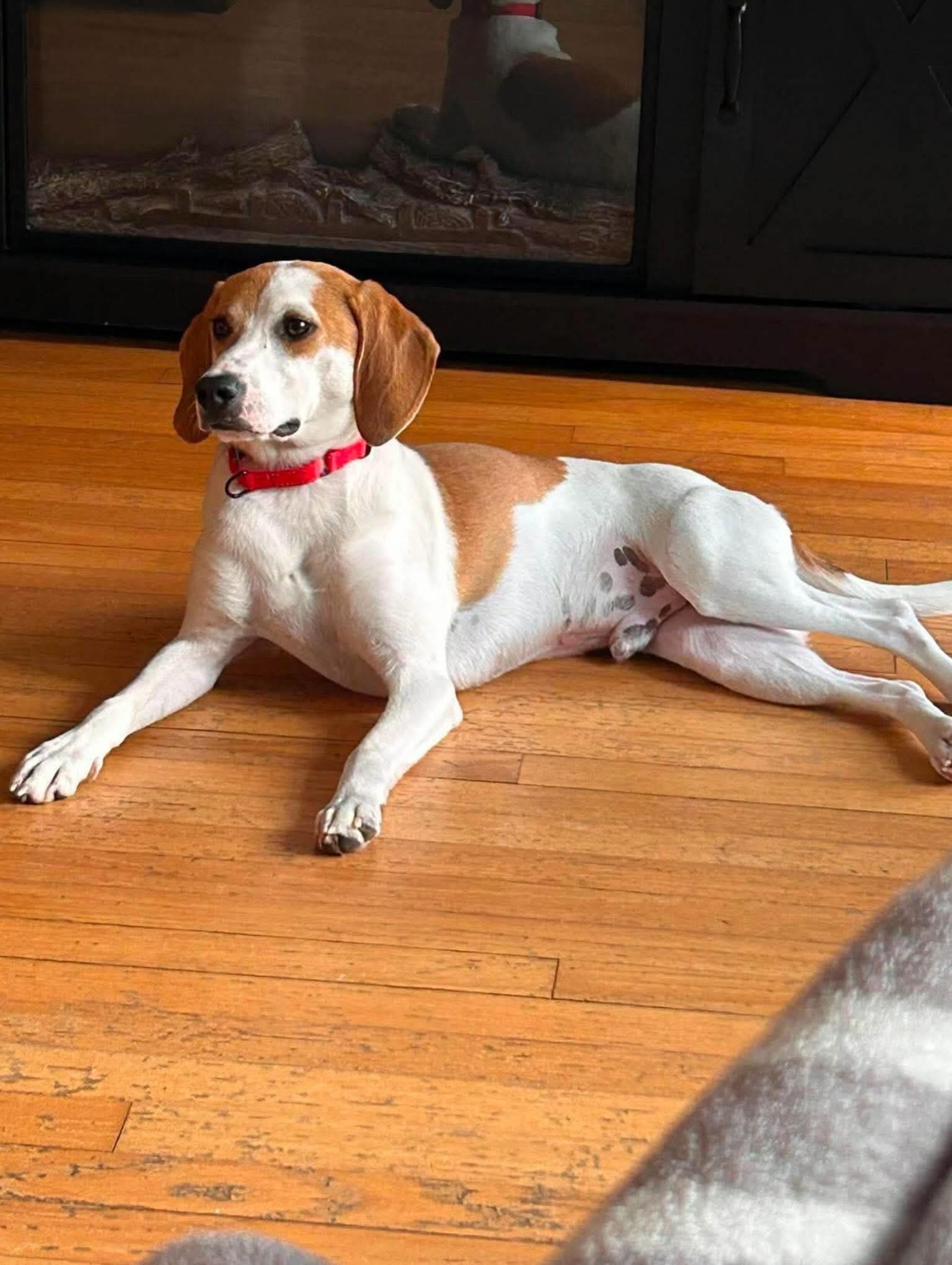 Cypress, an adopted mixed breed in Highland, NY image 2/4