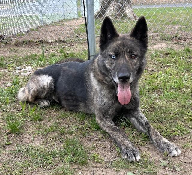 Clunie, ADOPTABLE, Adult Female German Shepherd Dog & Husky.