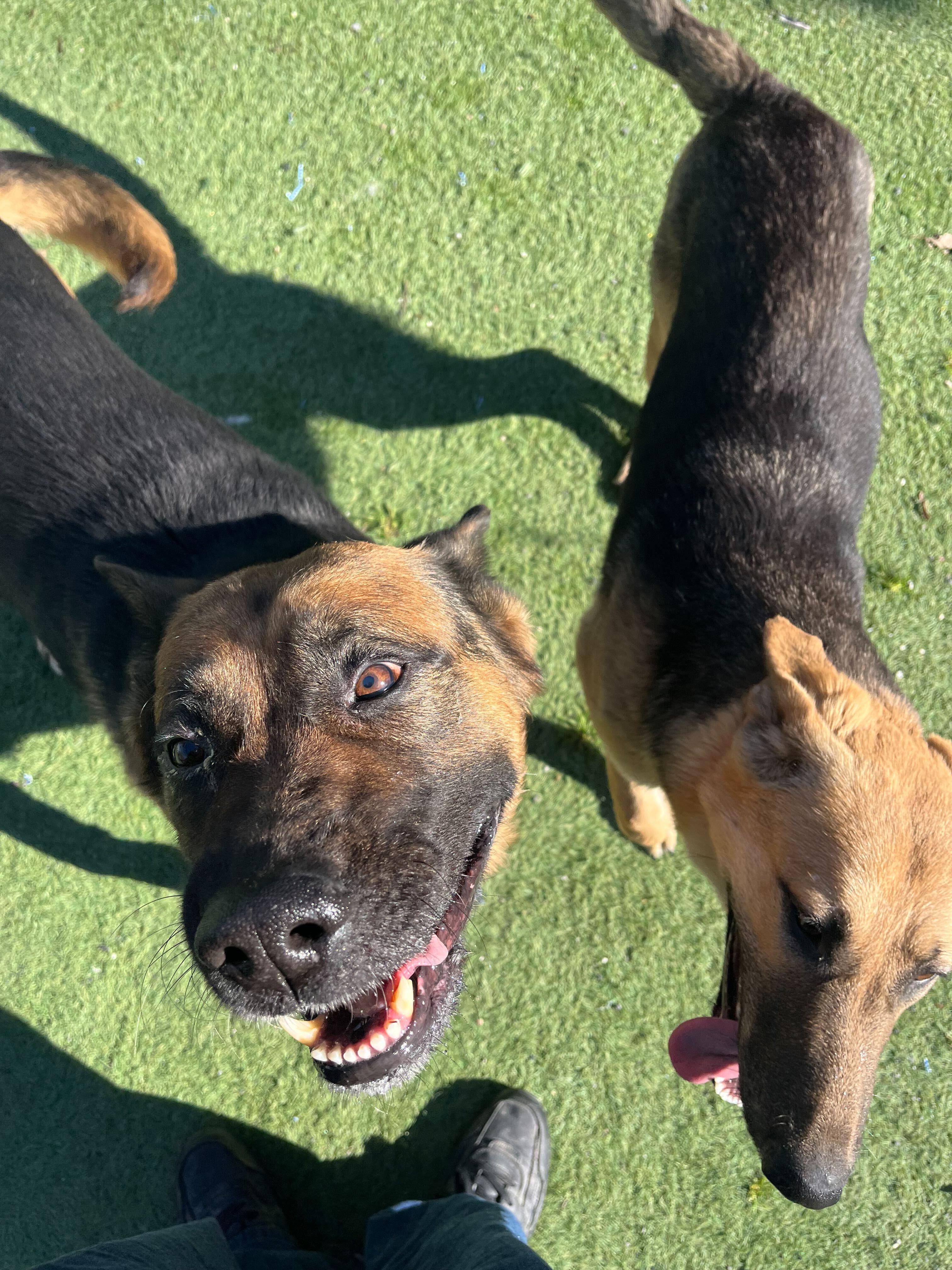 Zeus, a ADOPTABLE mixed breed in San Rafael, CA image 3/6