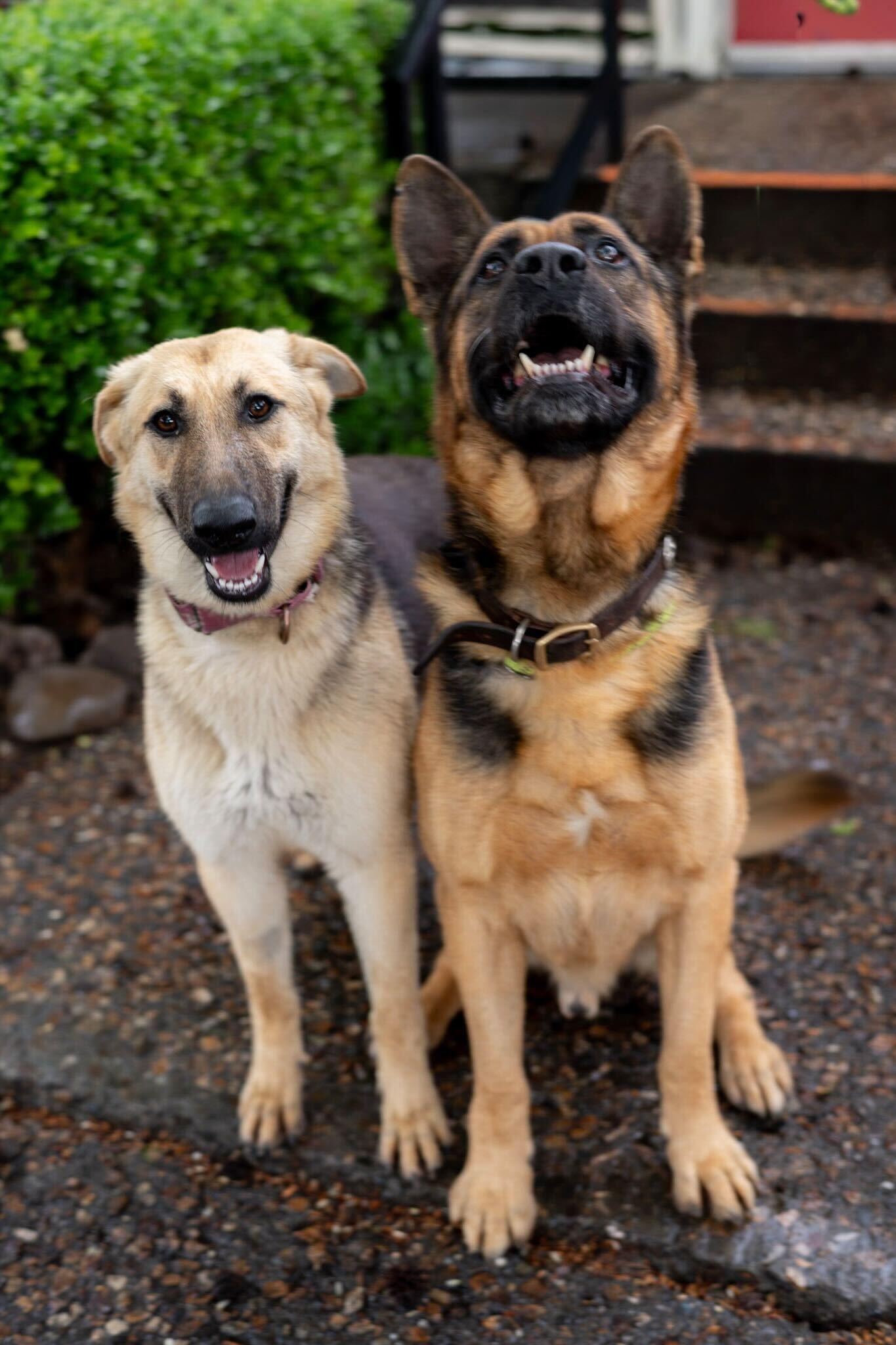 Enlarge Zeus, a ADOPTABLE mixed breed in Rohnert Park, CA image 5/6
