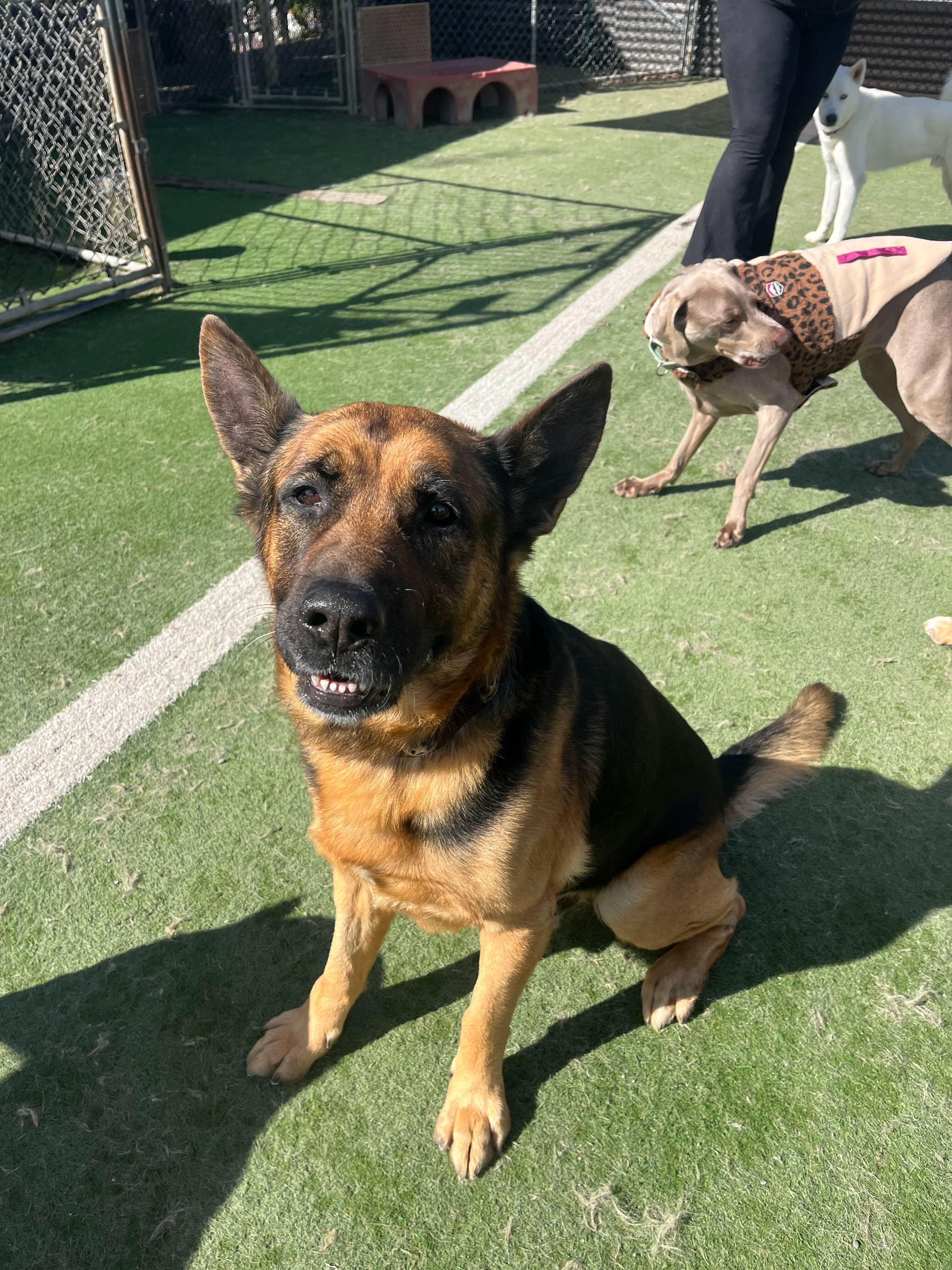 Enlarge Zeus, a ADOPTABLE mixed breed in Rohnert Park, CA image 2/6