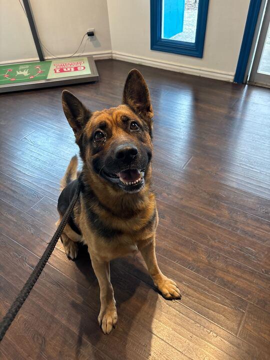 Zeus, ADOPTABLE, Adult Male German Shepherd Dog & Rottweiler.