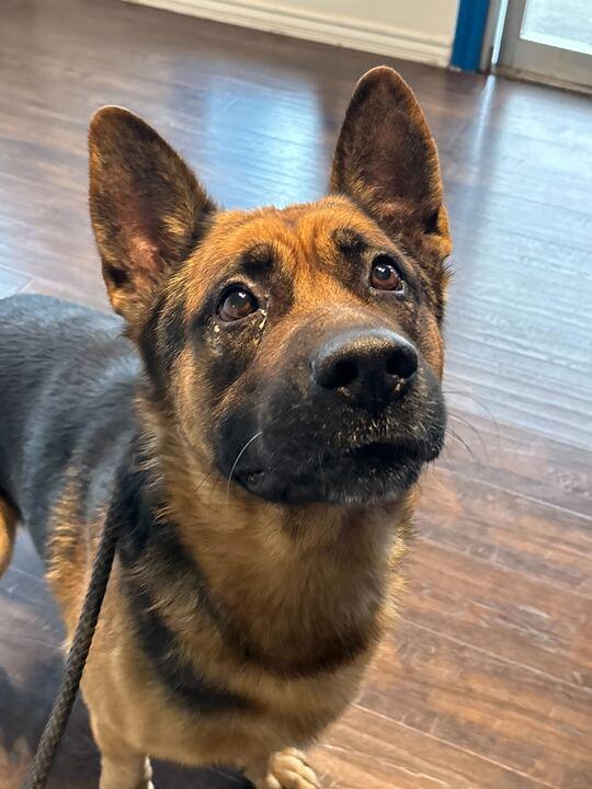 Zeus, a ADOPTABLE mixed breed in San Rafael, CA image 2/6