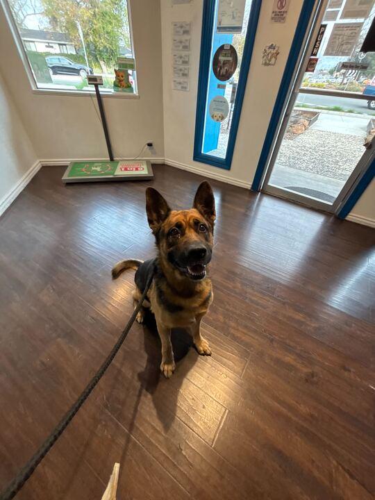 Zeus, ADOPTABLE, Adult Male German Shepherd Dog & Rottweiler.