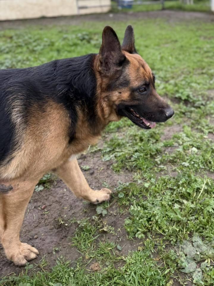 Zeus, a ADOPTABLE mixed breed in San Rafael, CA image 5/6