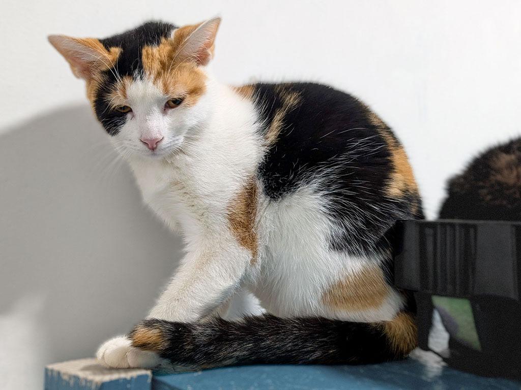 Rue, Adoptable, Kitten Female Dilute Calico.