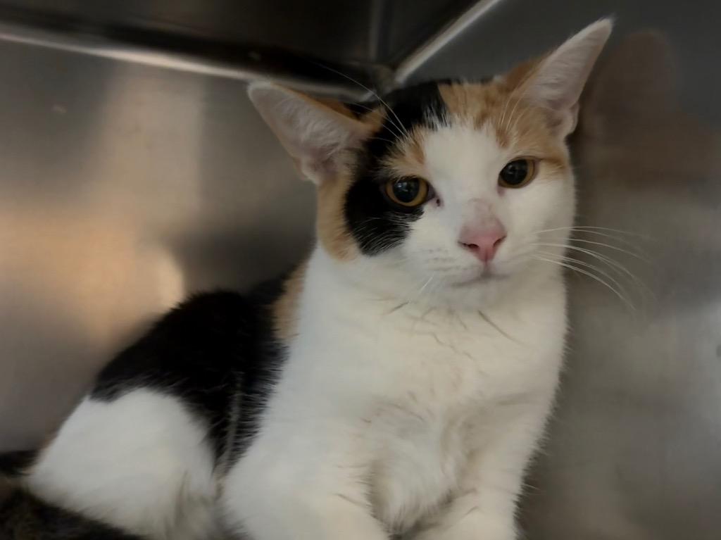 Rue, Adoptable, Kitten Female Dilute Calico.