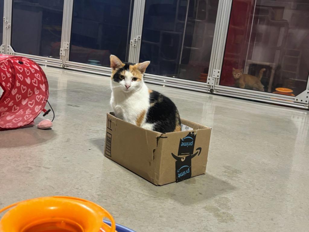 Enlarge Rue, a Adoptable Dilute Calico in Powell, OH image 3/3