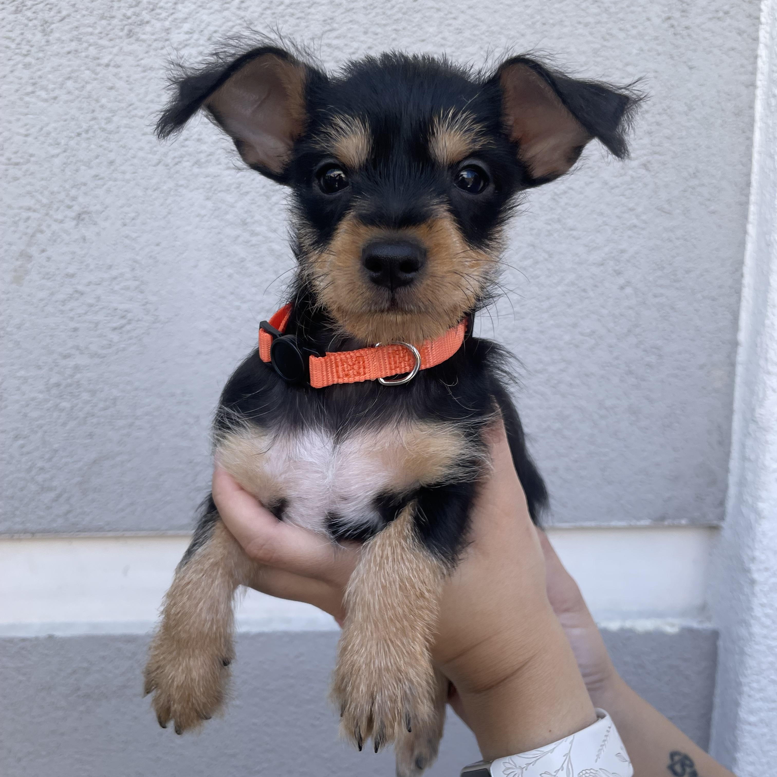 Carmy, adopted, Puppy Male Chihuahua & Terrier.
