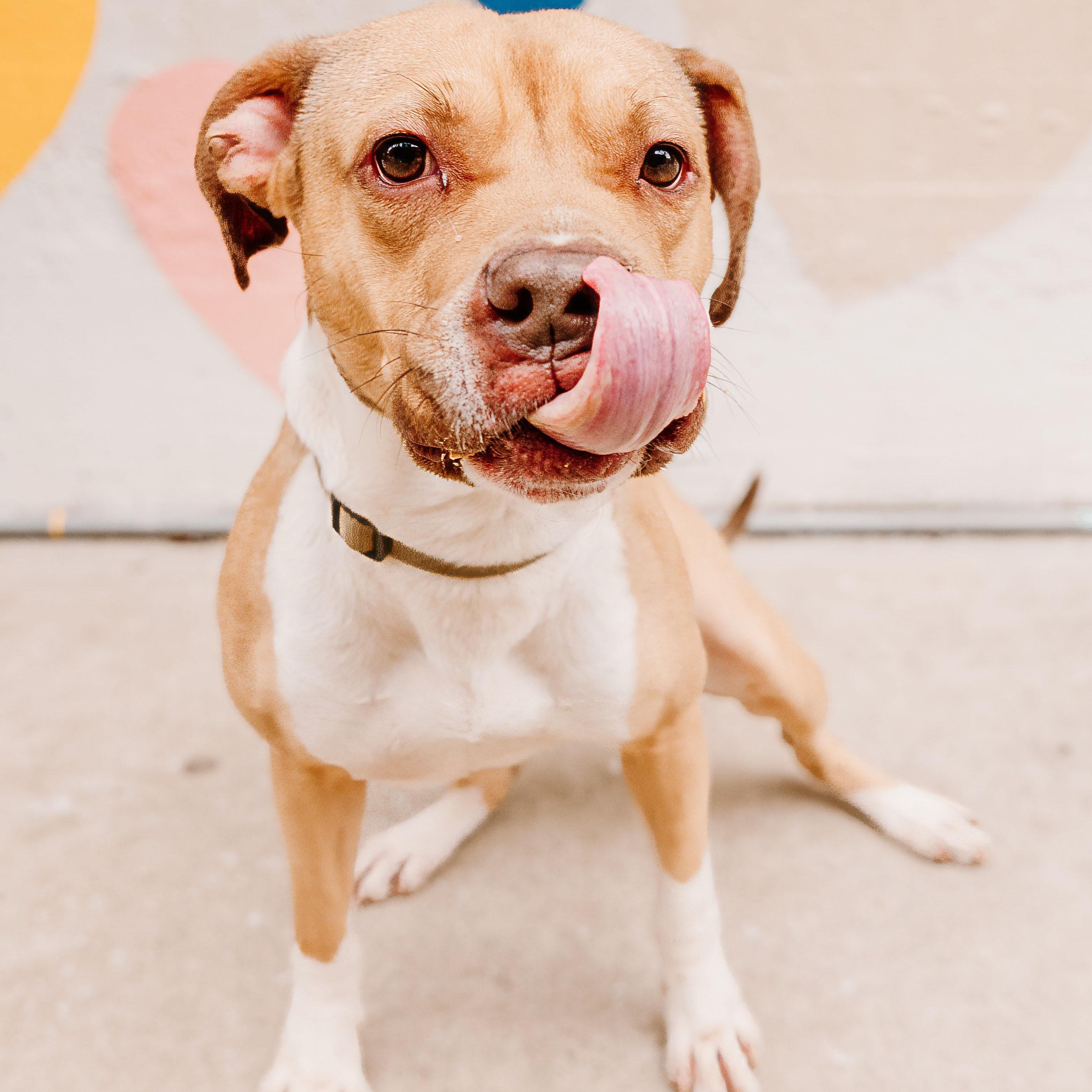 King, a ADOPTABLE mixed breed in Rock Hill, SC image 3/6