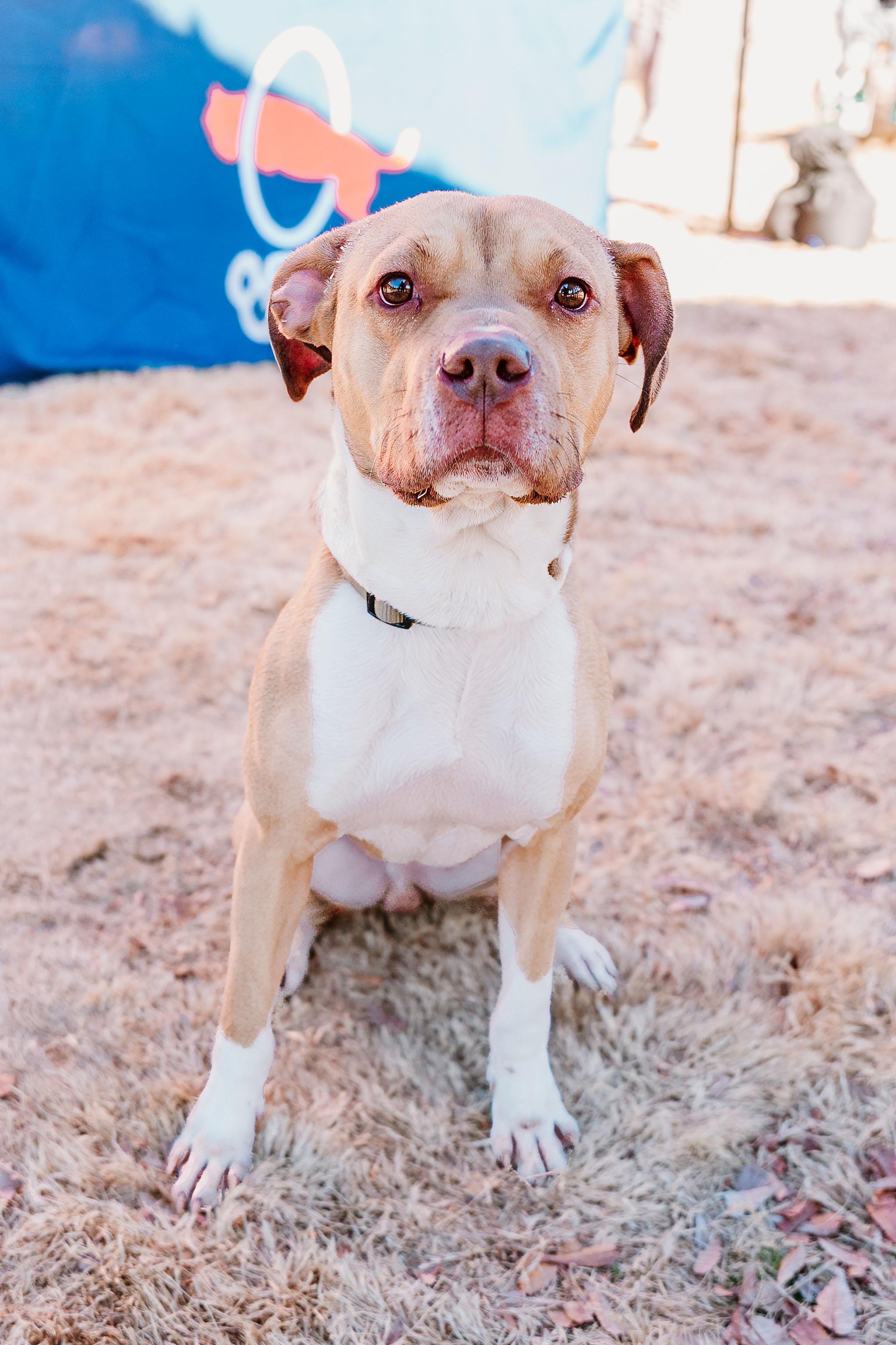 King, a ADOPTABLE mixed breed in Rock Hill, SC image 6/6