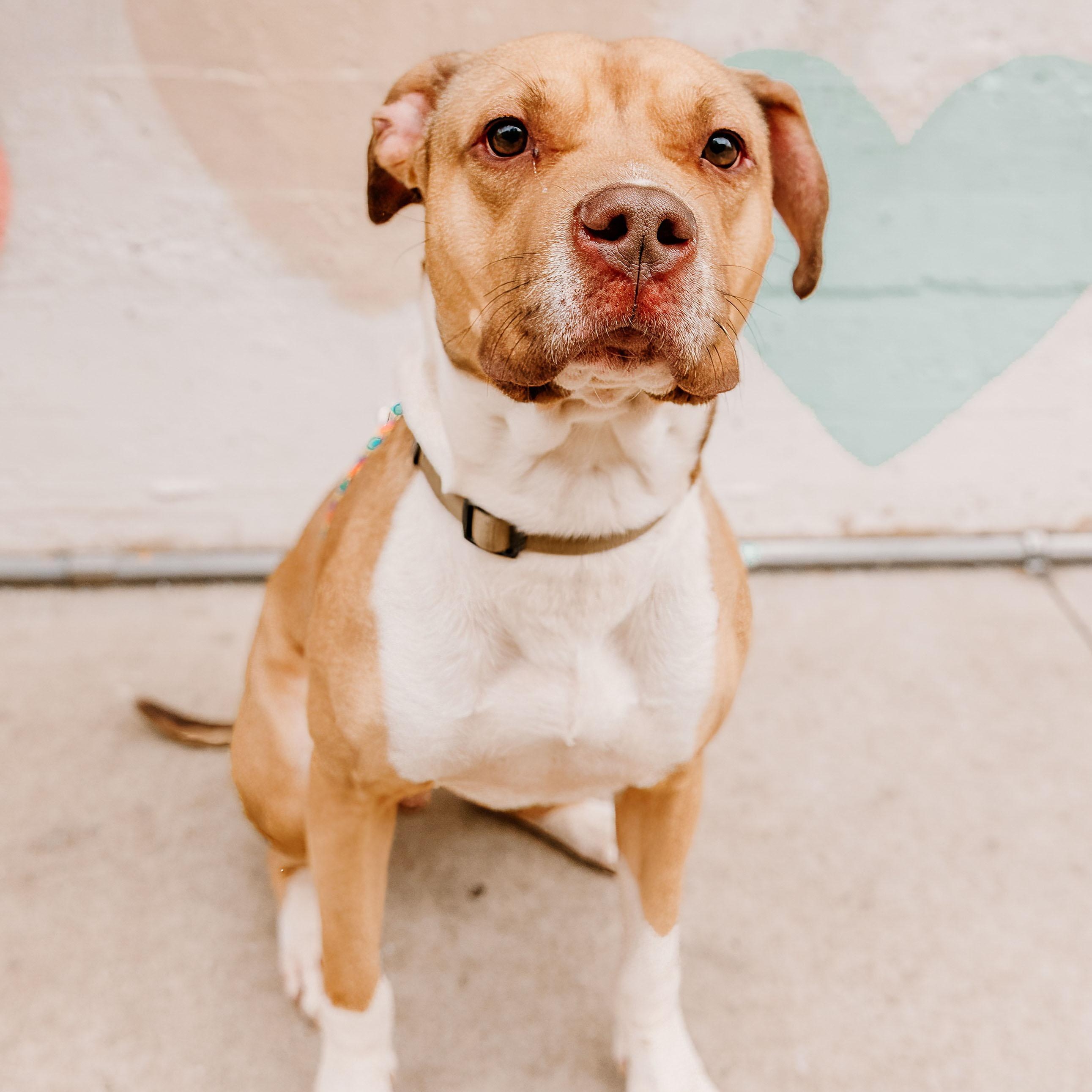 King, a ADOPTABLE mixed breed in Rock Hill, SC image 2/6