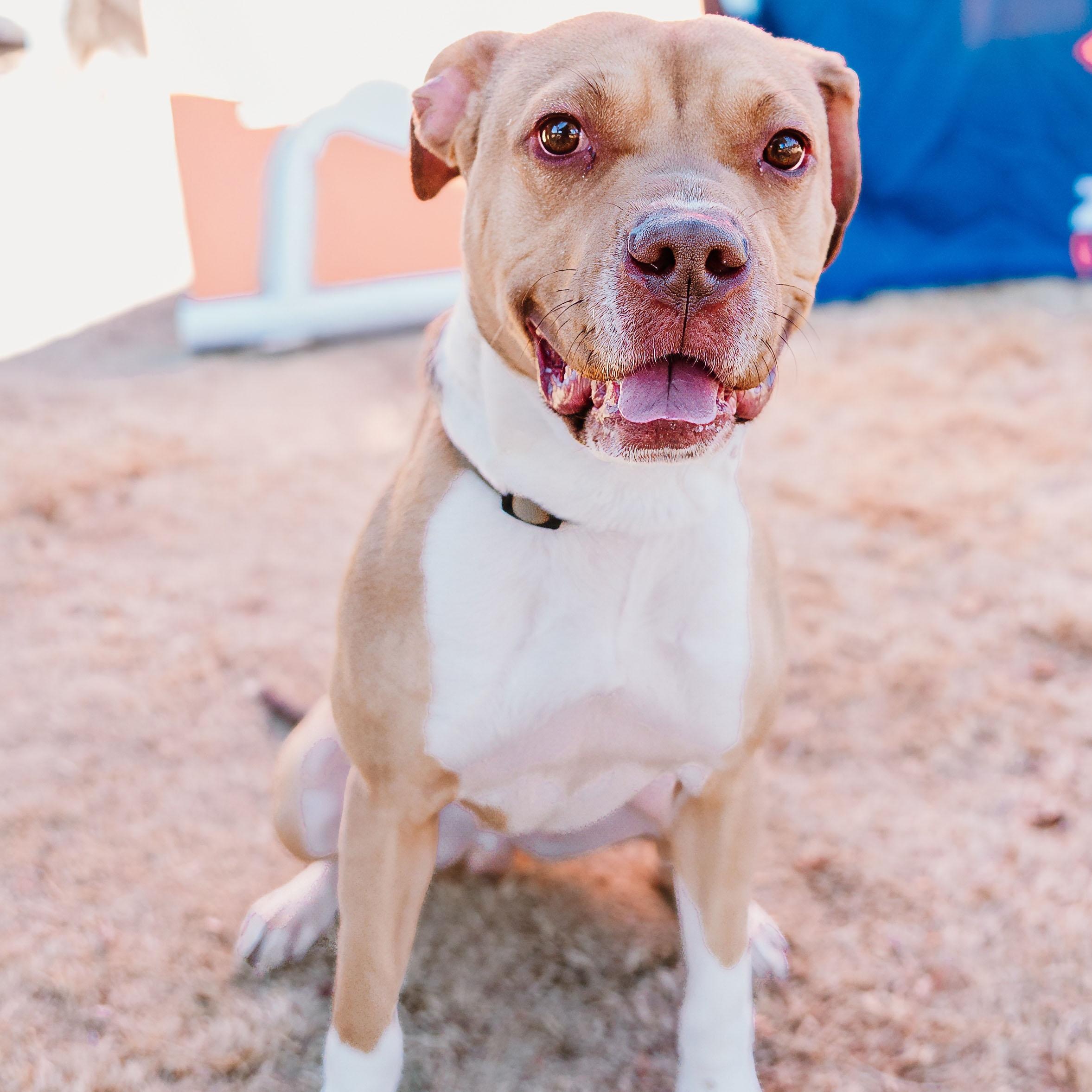King, ADOPTABLE, Young Male Staffordshire Bull Terrier & Pit Bull Terrier.