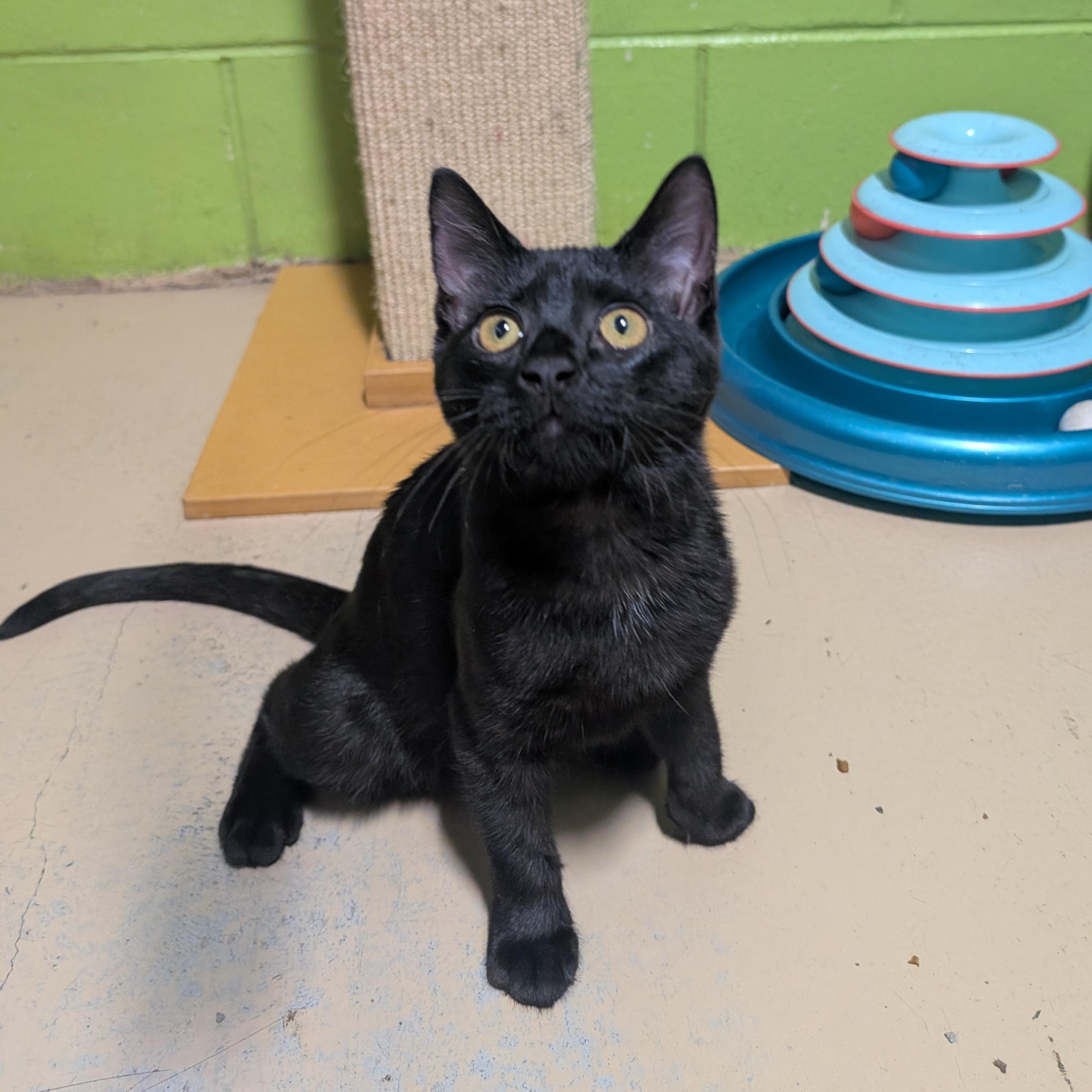 Enlarge Spice, a Adoptable mixed breed in Bolingbrook, IL image 5/5