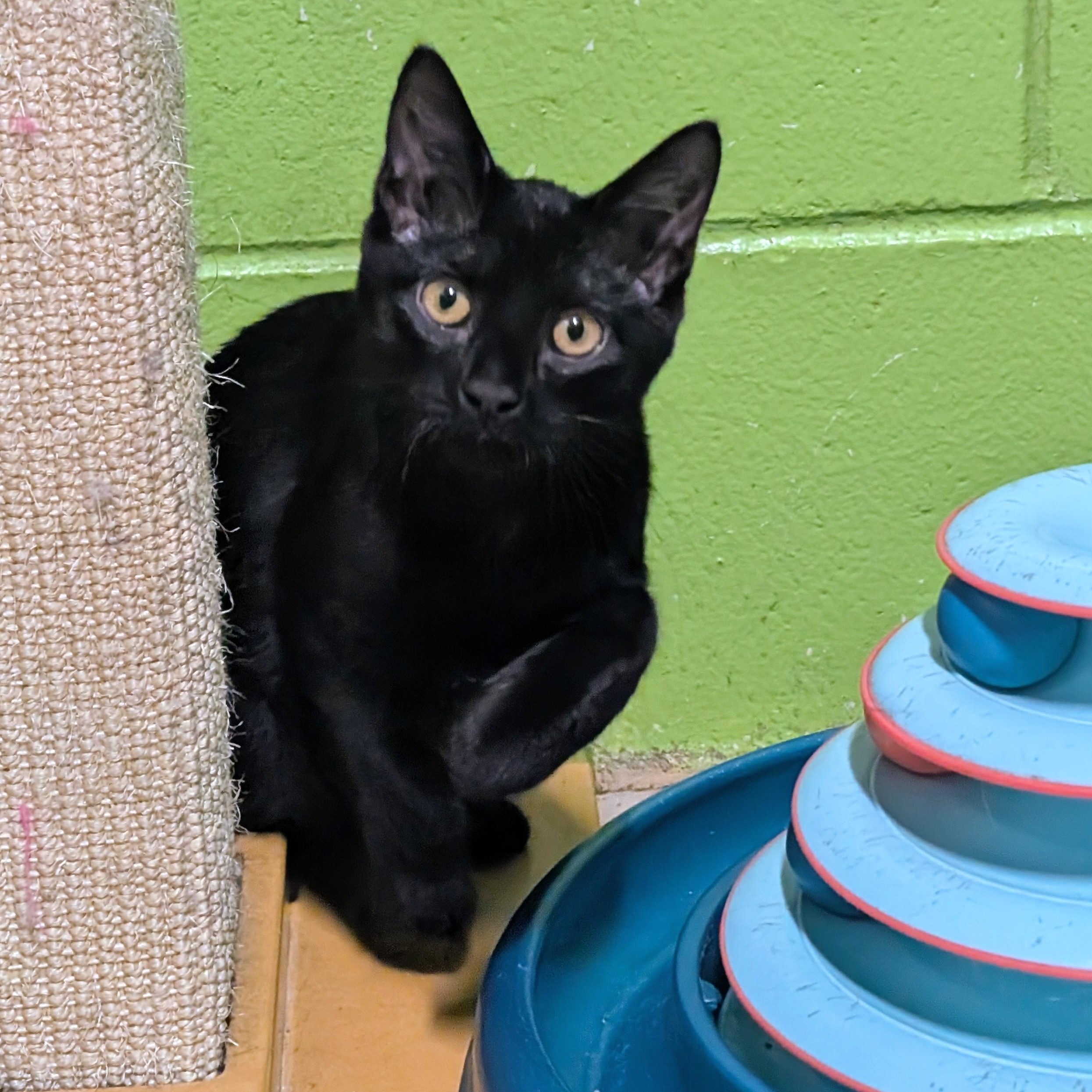 Enlarge Spice, a Adoptable mixed breed in Bolingbrook, IL image 4/5