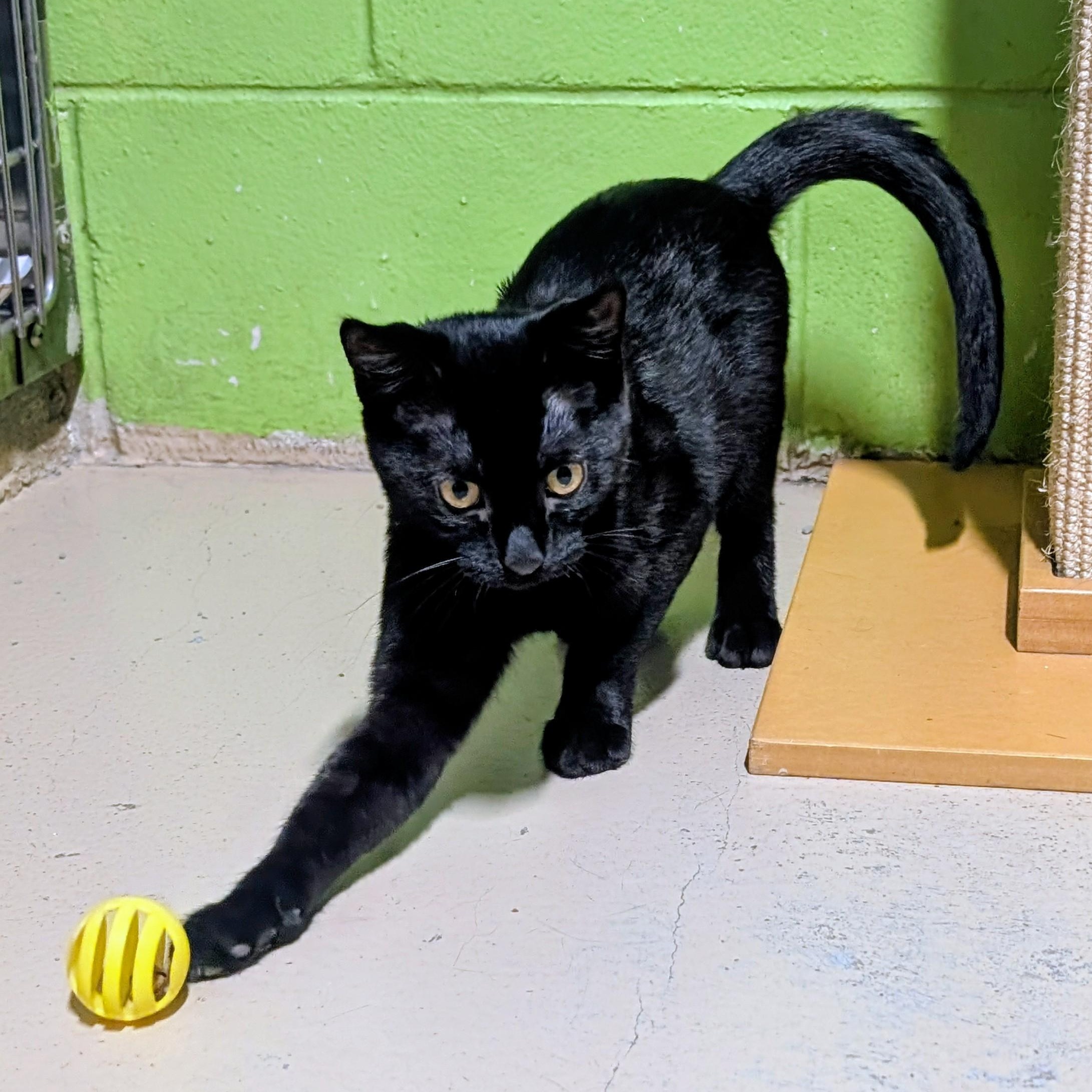 Spice, Adoptable, Young Female Domestic Short Hair.