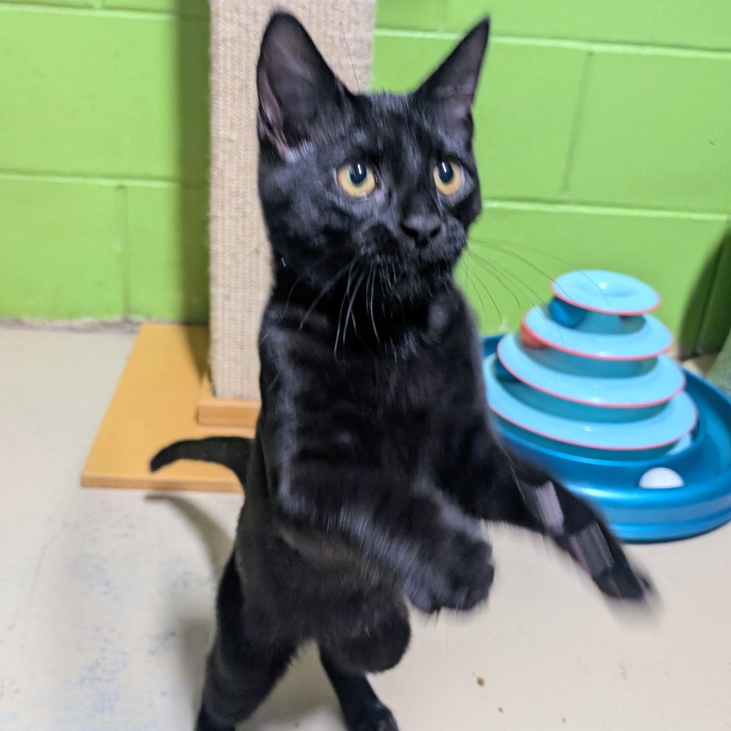 Enlarge Spice, a Adoptable mixed breed in Bolingbrook, IL image 2/5