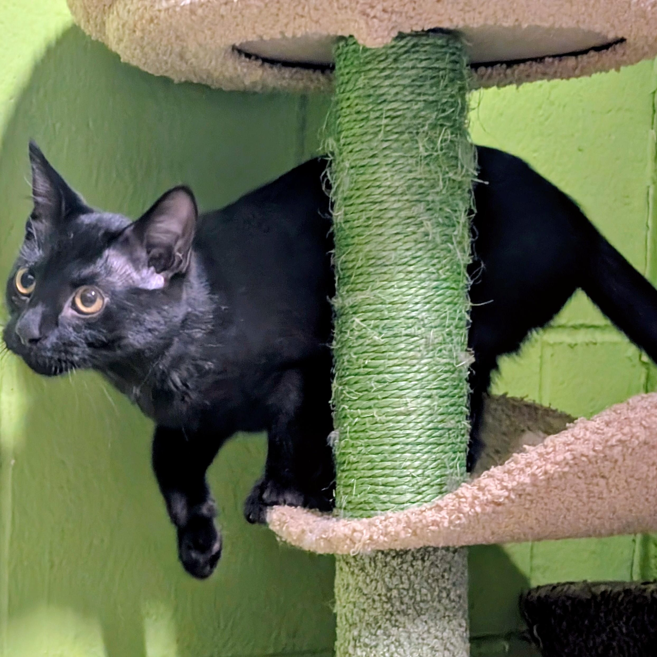 Enlarge Spice, a Adoptable mixed breed in Bolingbrook, IL image 3/5