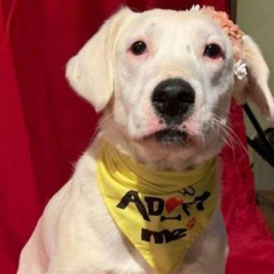 Calllie, an adoptable Dalmatian, Australian Cattle Dog / Blue Heeler in Bloomington, MN, 55431 | Photo Image 1