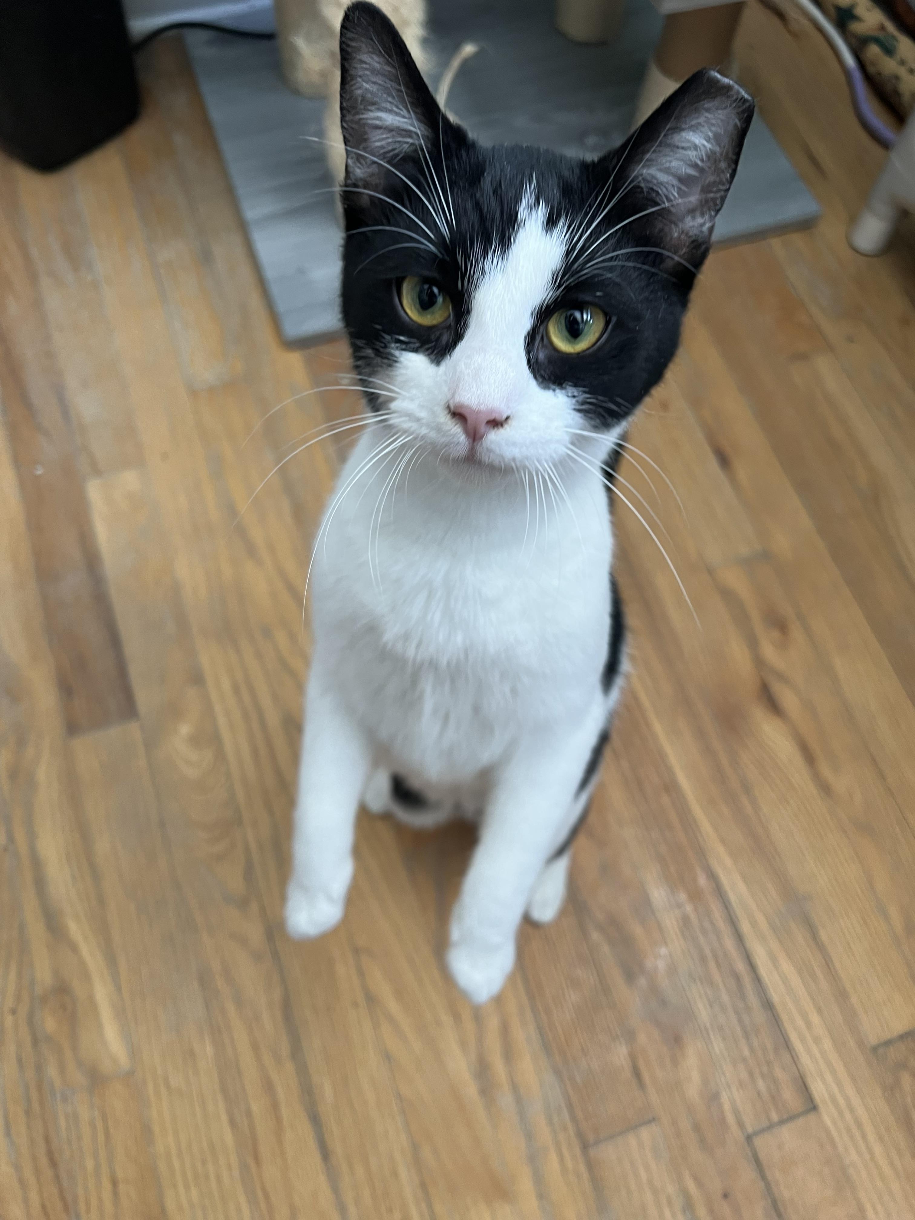 Enlarge Mugsy & Murphy , a ADOPTABLE Domestic Short Hair in Independence, OH image 5/6