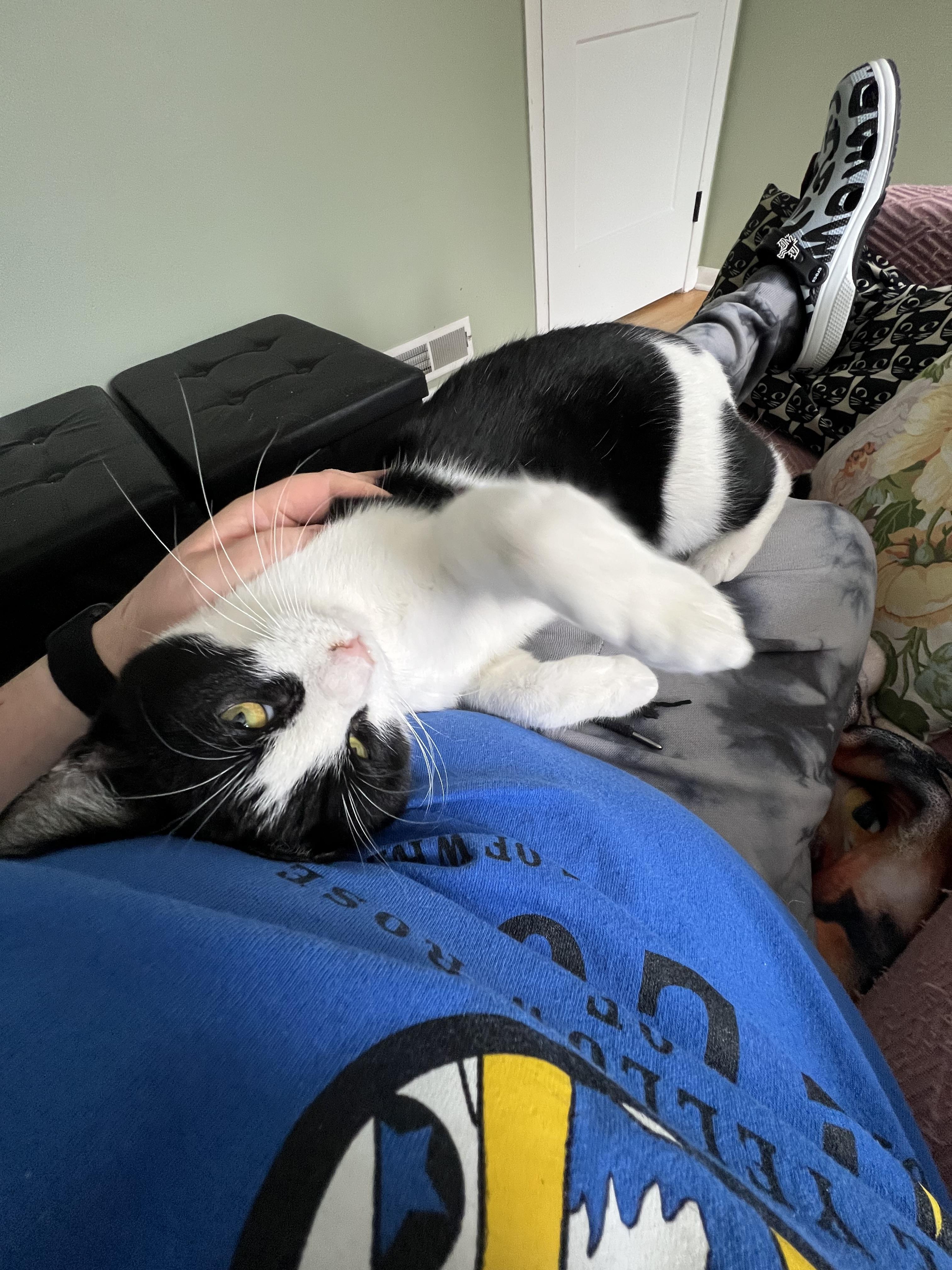 Enlarge Mugsy & Murphy , a ADOPTABLE Domestic Short Hair in Independence, OH image 6/6