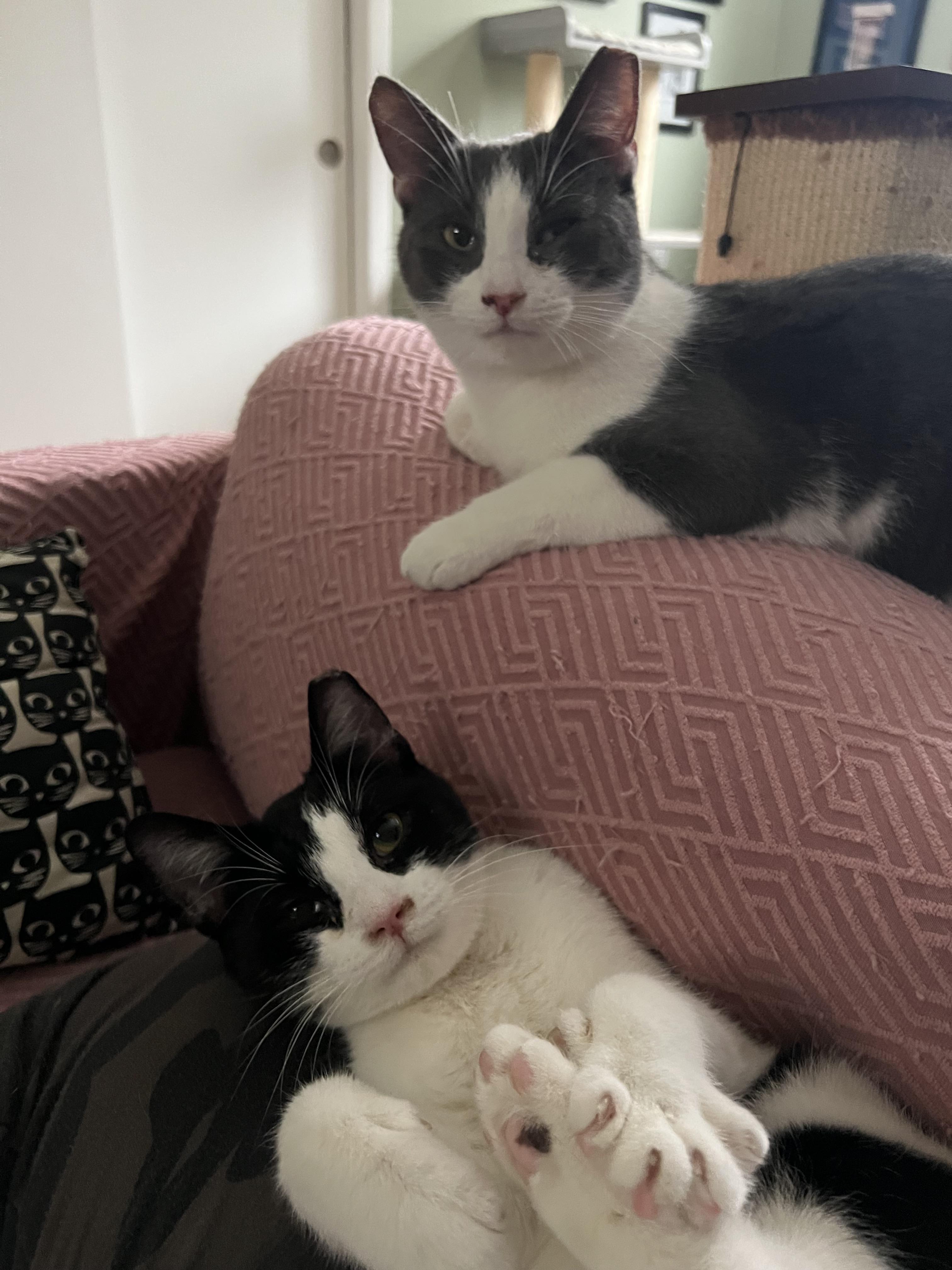 Enlarge Mugsy & Murphy , a ADOPTABLE Domestic Short Hair in Independence, OH image 1/6