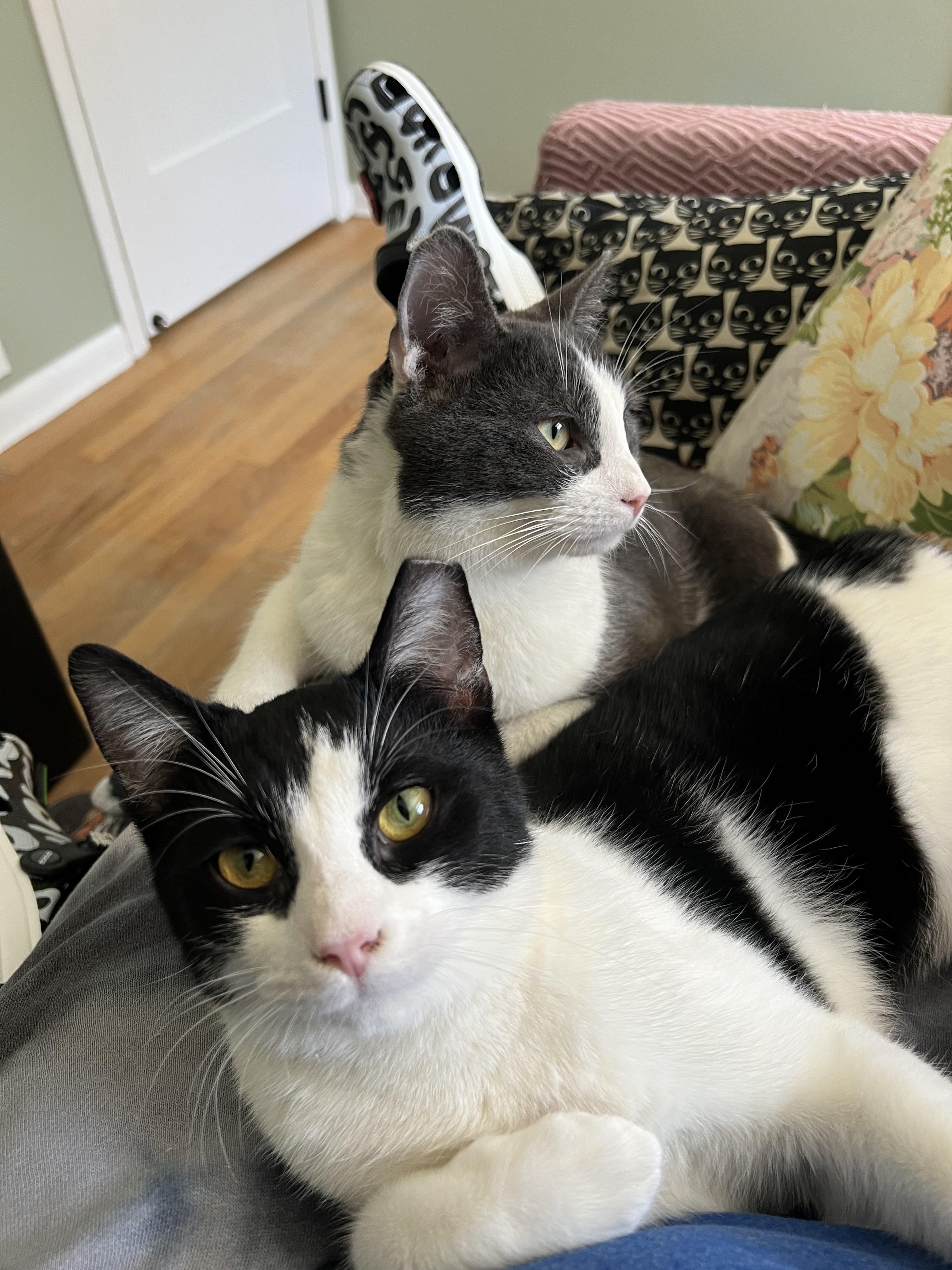 Enlarge Mugsy & Murphy , a ADOPTABLE Domestic Short Hair in Independence, OH image 3/6