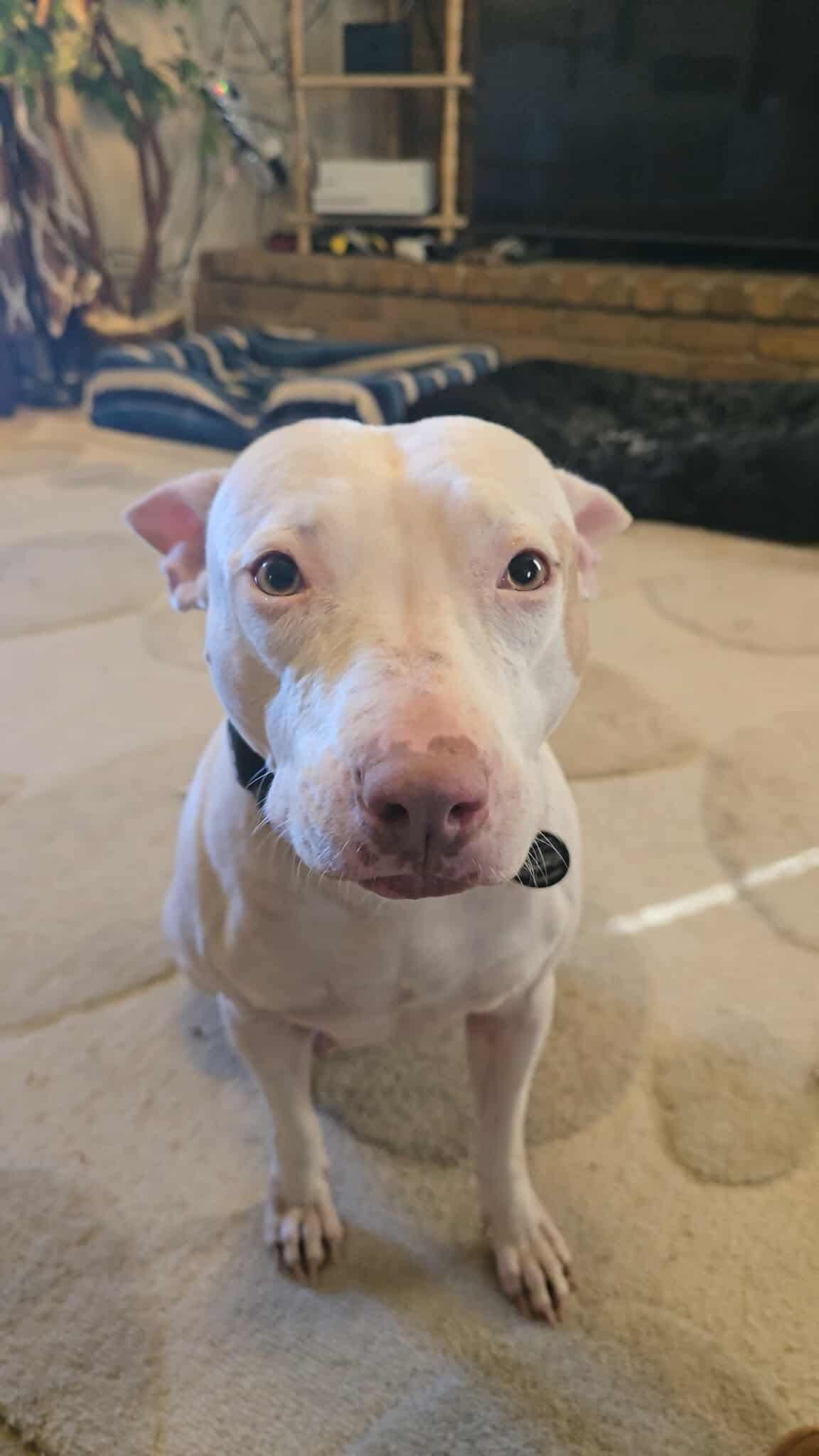 Enlarge Lulu, a Adoptable mixed breed in Austin, TX image 6/6