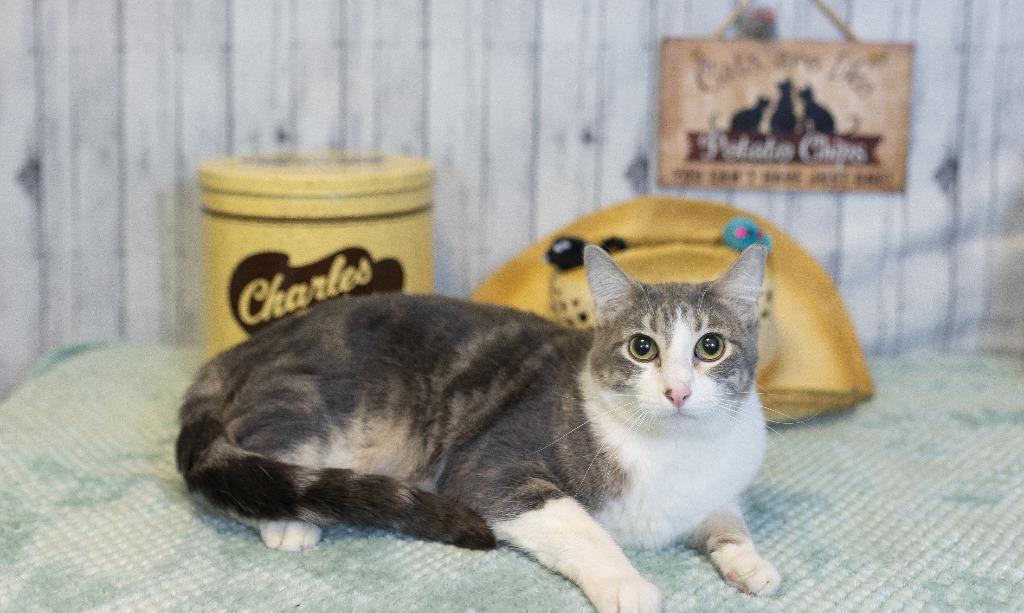 Enlarge Beck, a Adoptable mixed breed in Roanoke, TX image 1/3