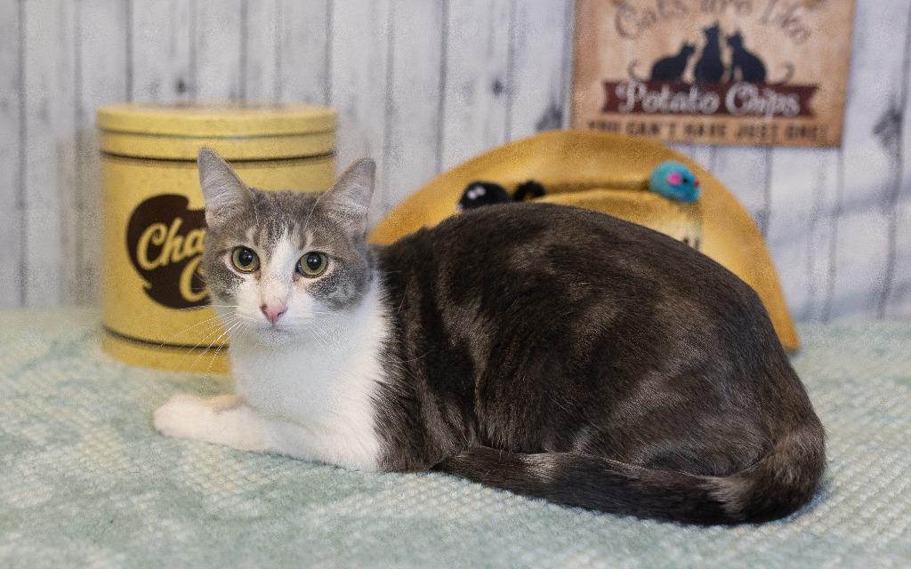 Enlarge Beck, a Adoptable mixed breed in Roanoke, TX image 2/3