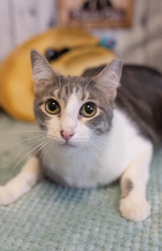 Enlarge Beck, a Adoptable mixed breed in Roanoke, TX image 3/3