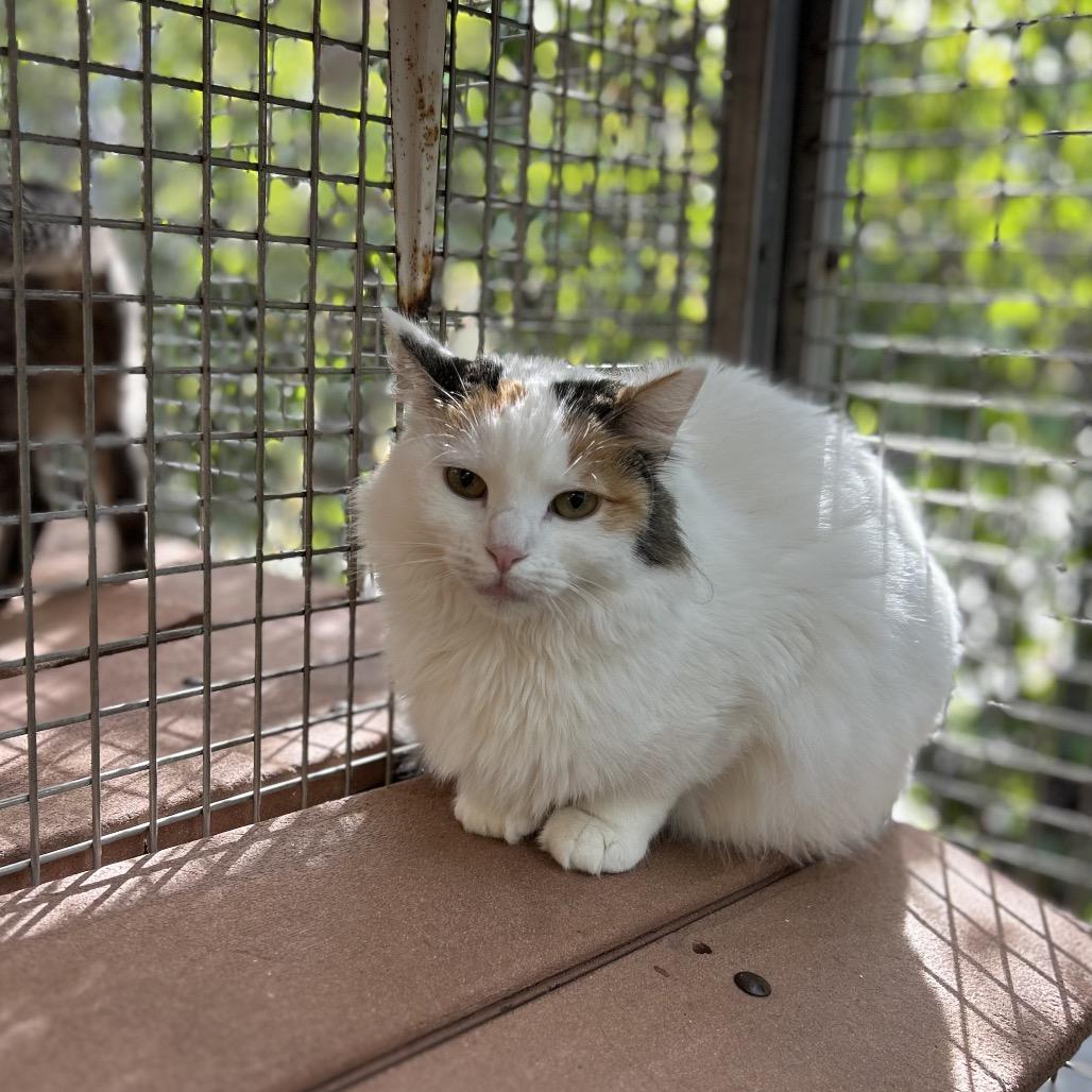Enlarge Martini, a Adoptable Domestic Medium Hair in Fresno, CA image 1/3