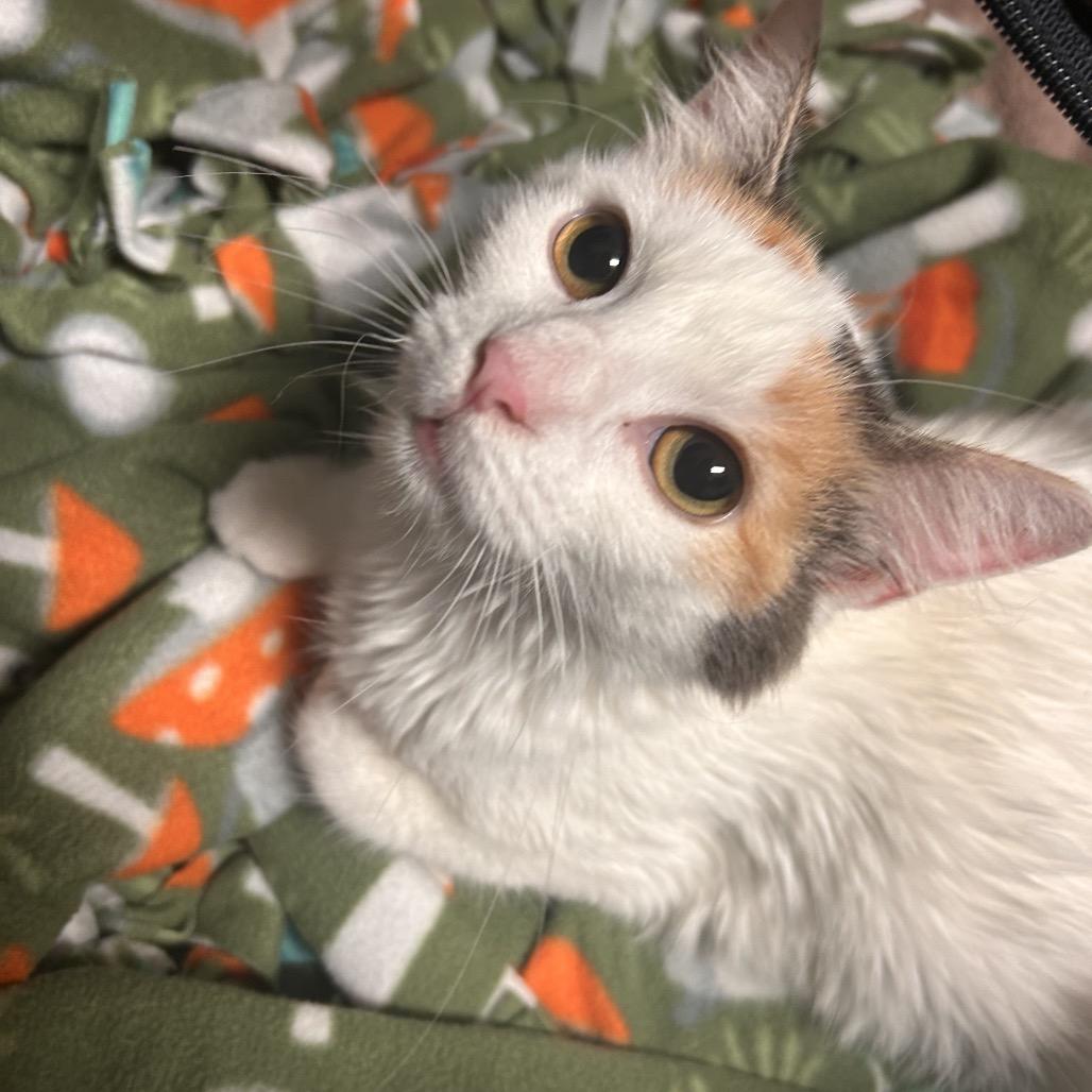 Enlarge Martini, a Adoptable Domestic Medium Hair in Fresno, CA image 1/2