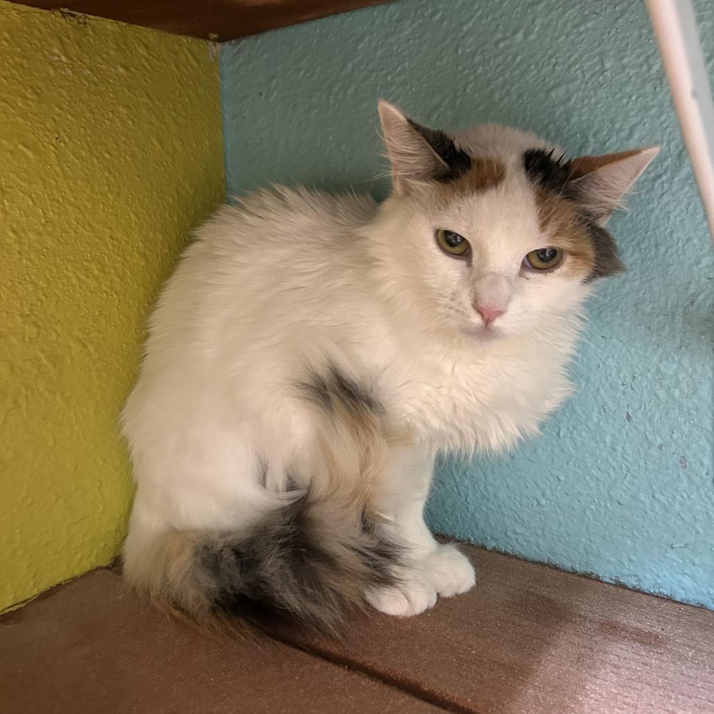 Enlarge Martini, a Adoptable Domestic Medium Hair in Fresno, CA image 2/2