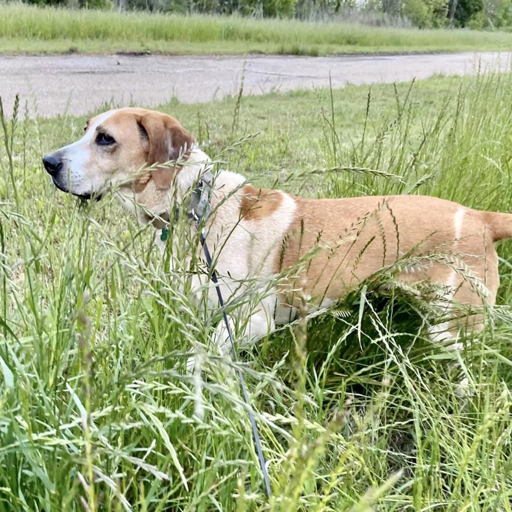 Nick, Adoptable, Senior Male Hound.