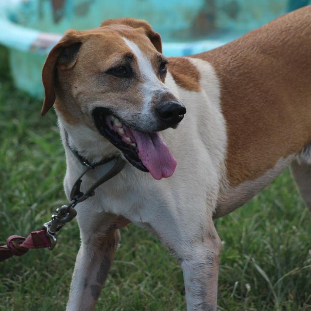 Enlarge Nick, a Adoptable Hound in Natchitoches, LA image 4/6