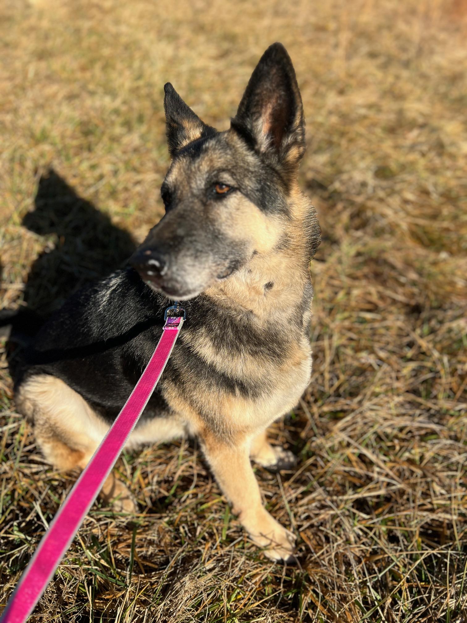 Enlarge Lady **Community Post**, a ADOPTABLE German Shepherd Dog in Floyd, VA image 2/3