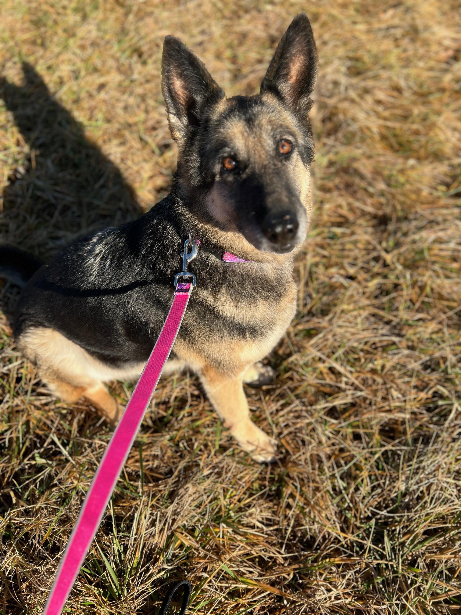 Enlarge Lady **Community Post**, a ADOPTABLE German Shepherd Dog in Floyd, VA image 3/3