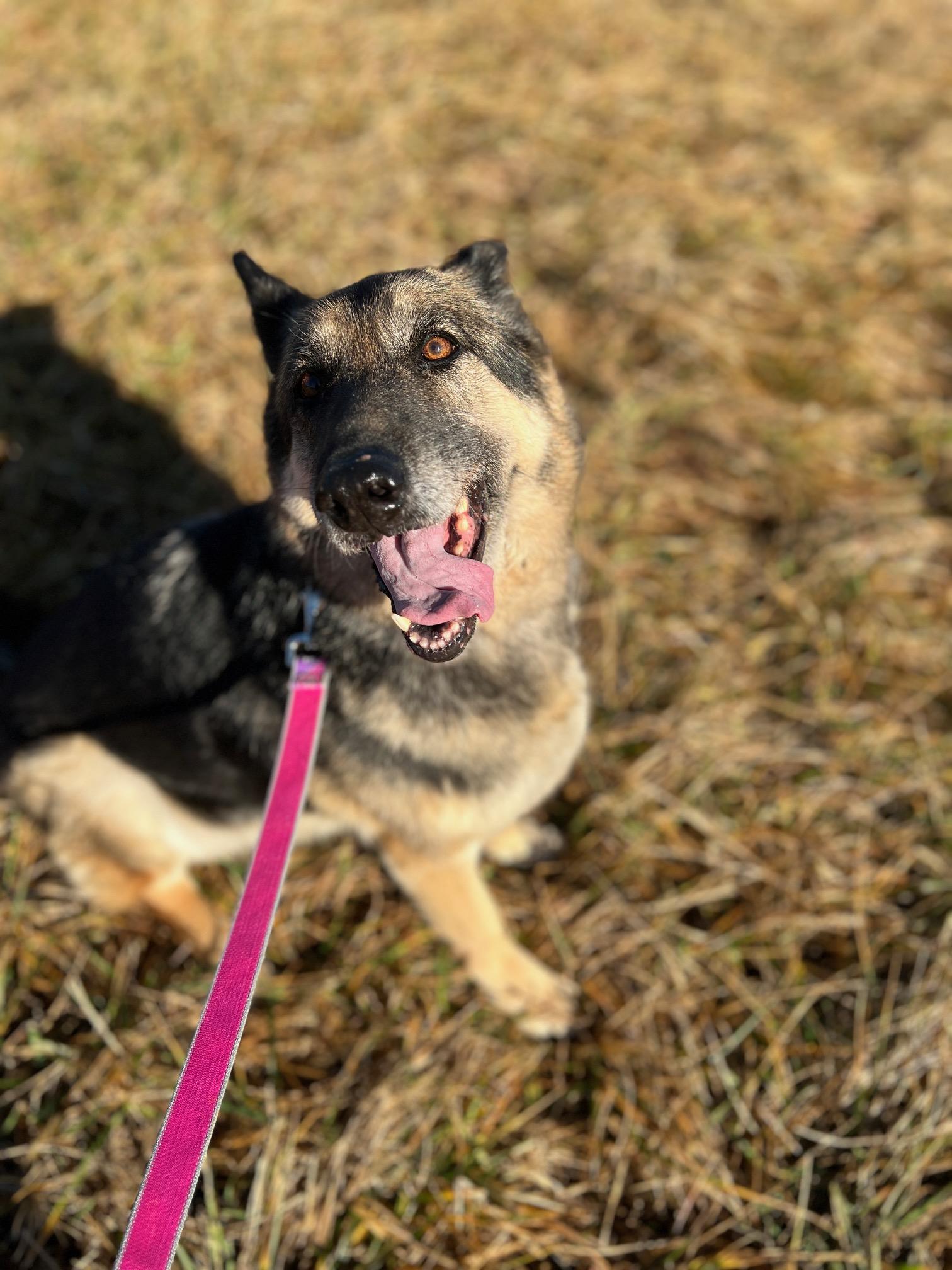 Enlarge Lady **Community Post**, a ADOPTABLE German Shepherd Dog in Floyd, VA image 1/3