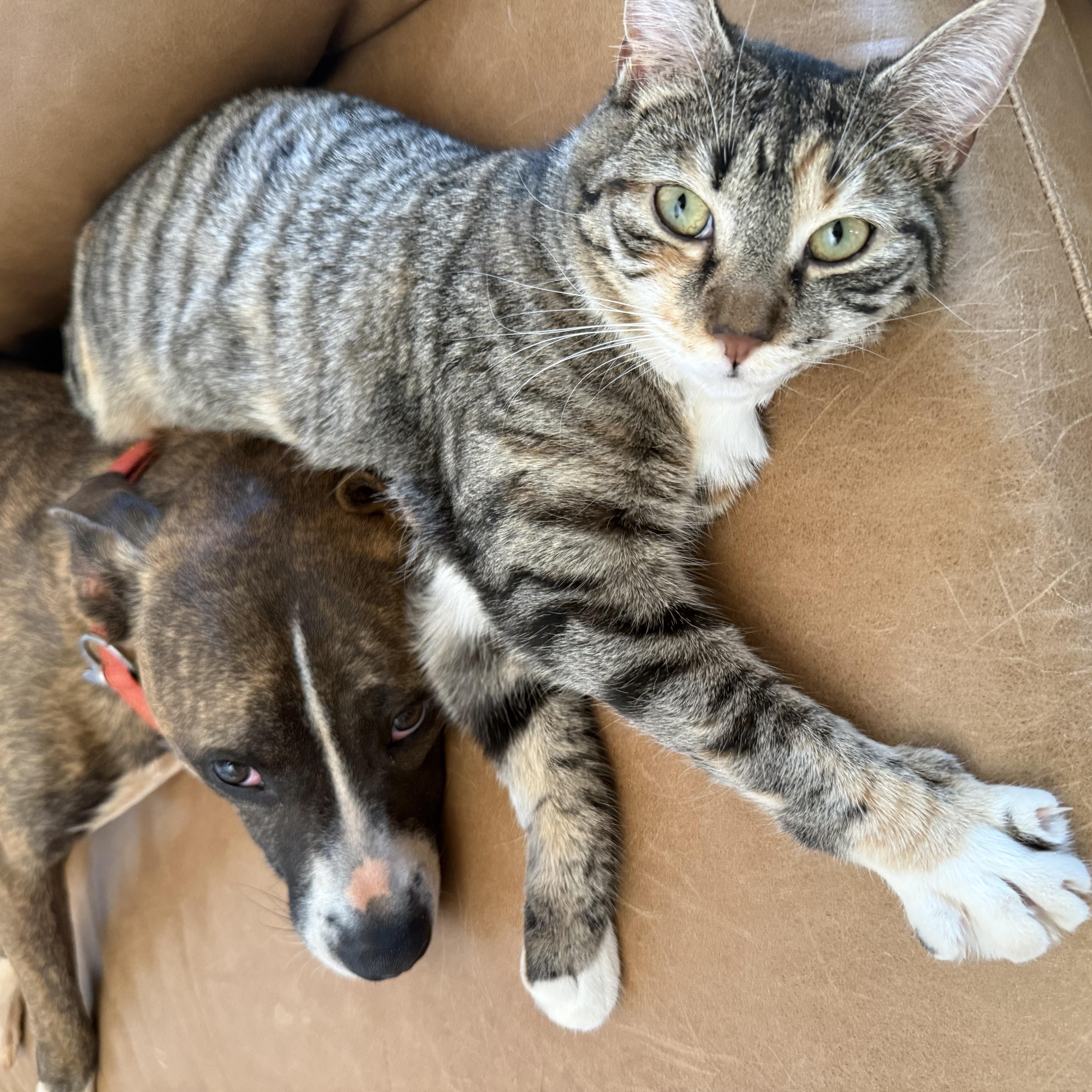 Mae (bonded to Maeve) photo